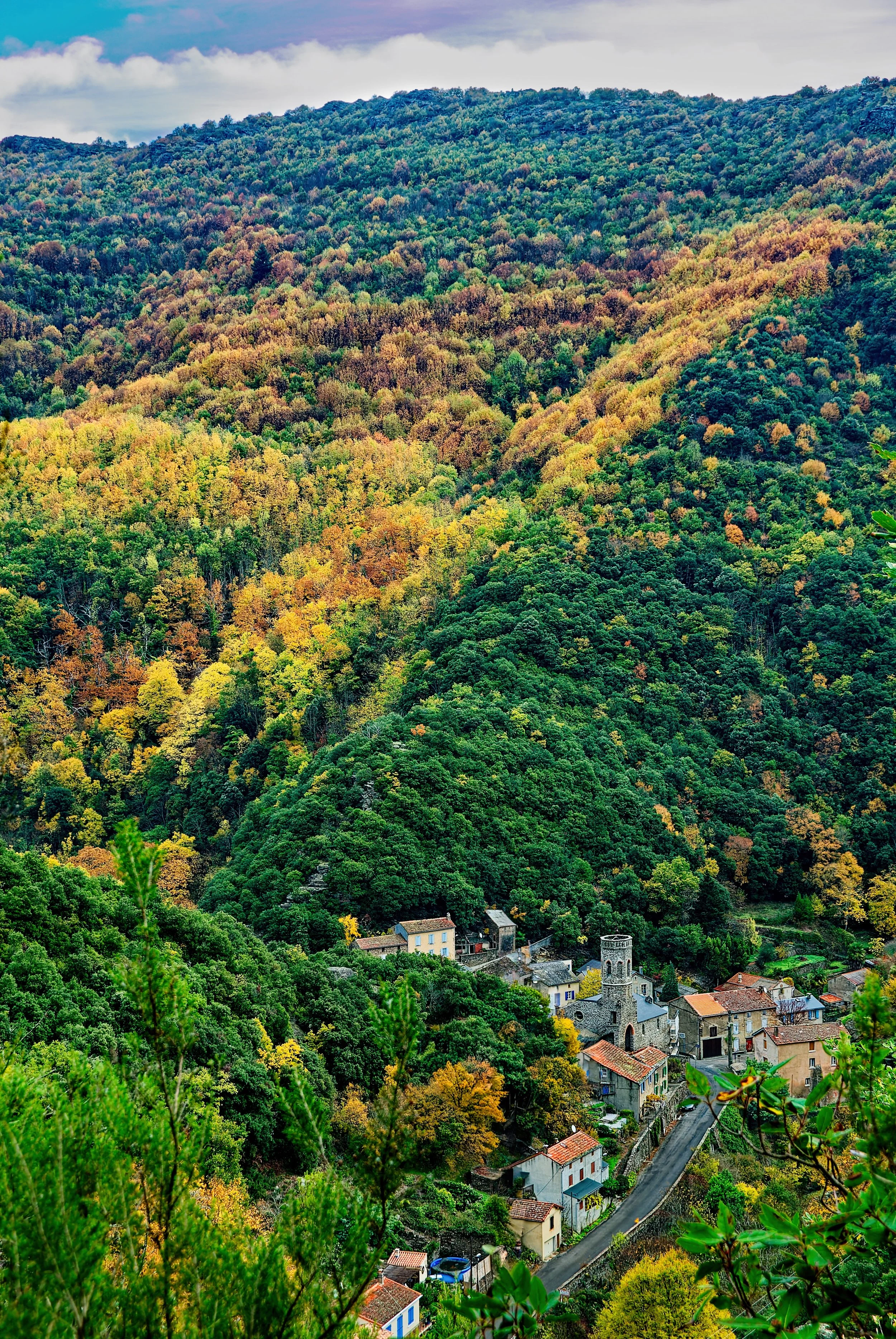 Nestled in the Forest