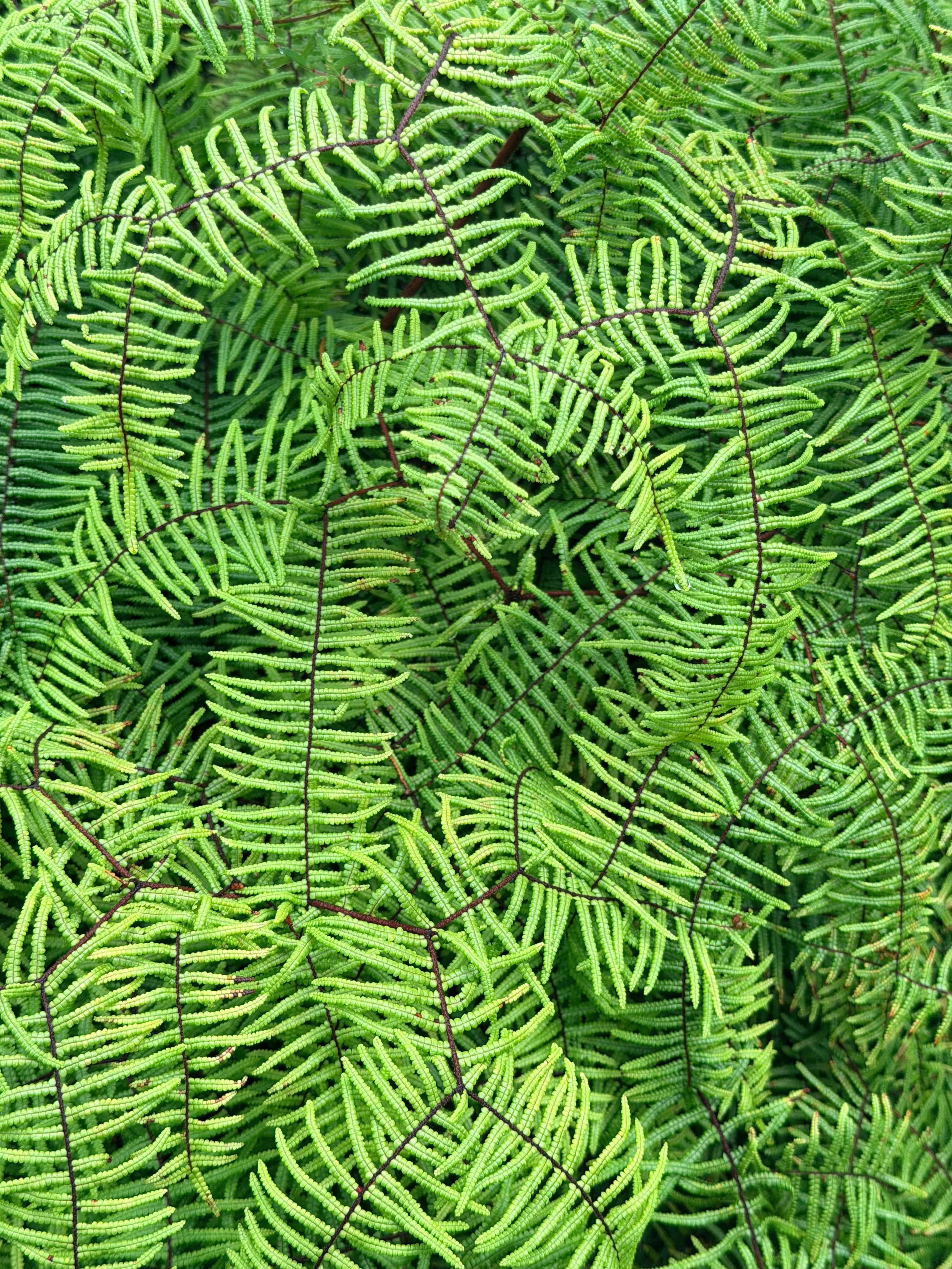 Growing Pattern