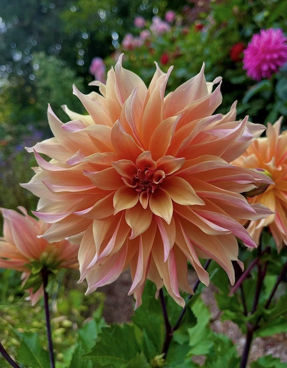 Close-up of a large peach-colored dahlia flower in a garden, with blurred green foliage and pink flowers in the background.