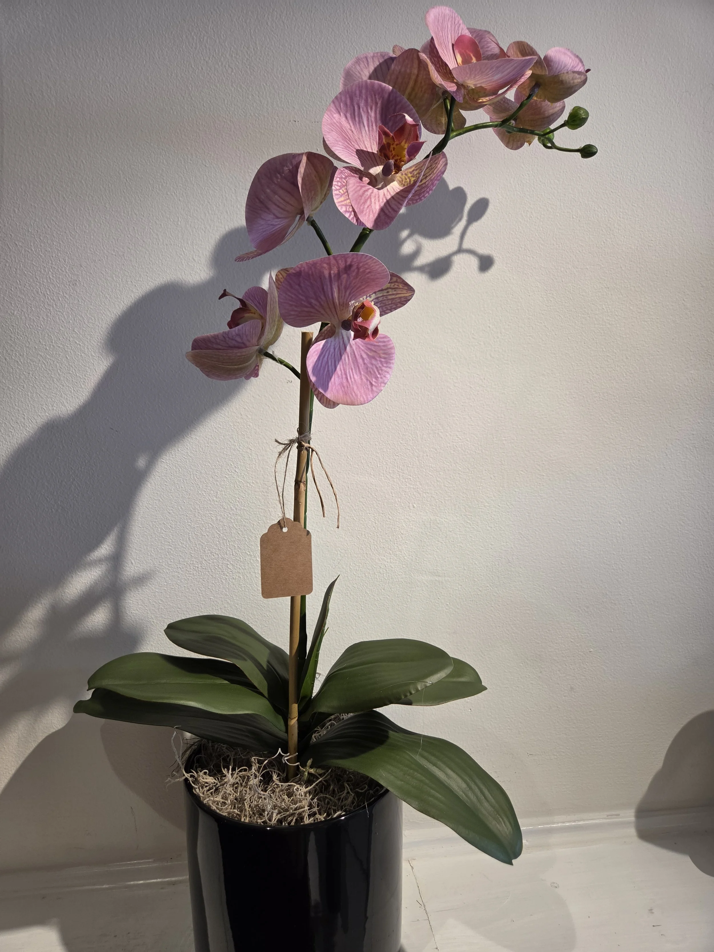 The mauve faux phalaenopsis orchid plant