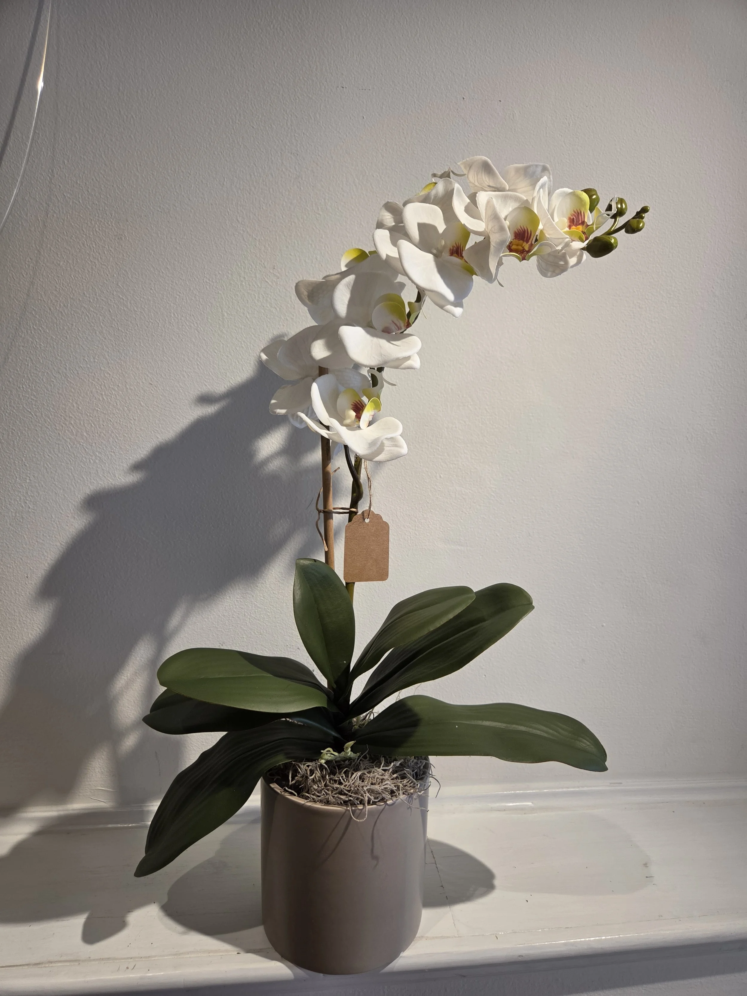 The faux white phalaenopis orchid plant with a mottled throat.