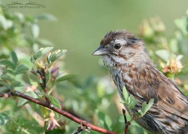 Songbirds