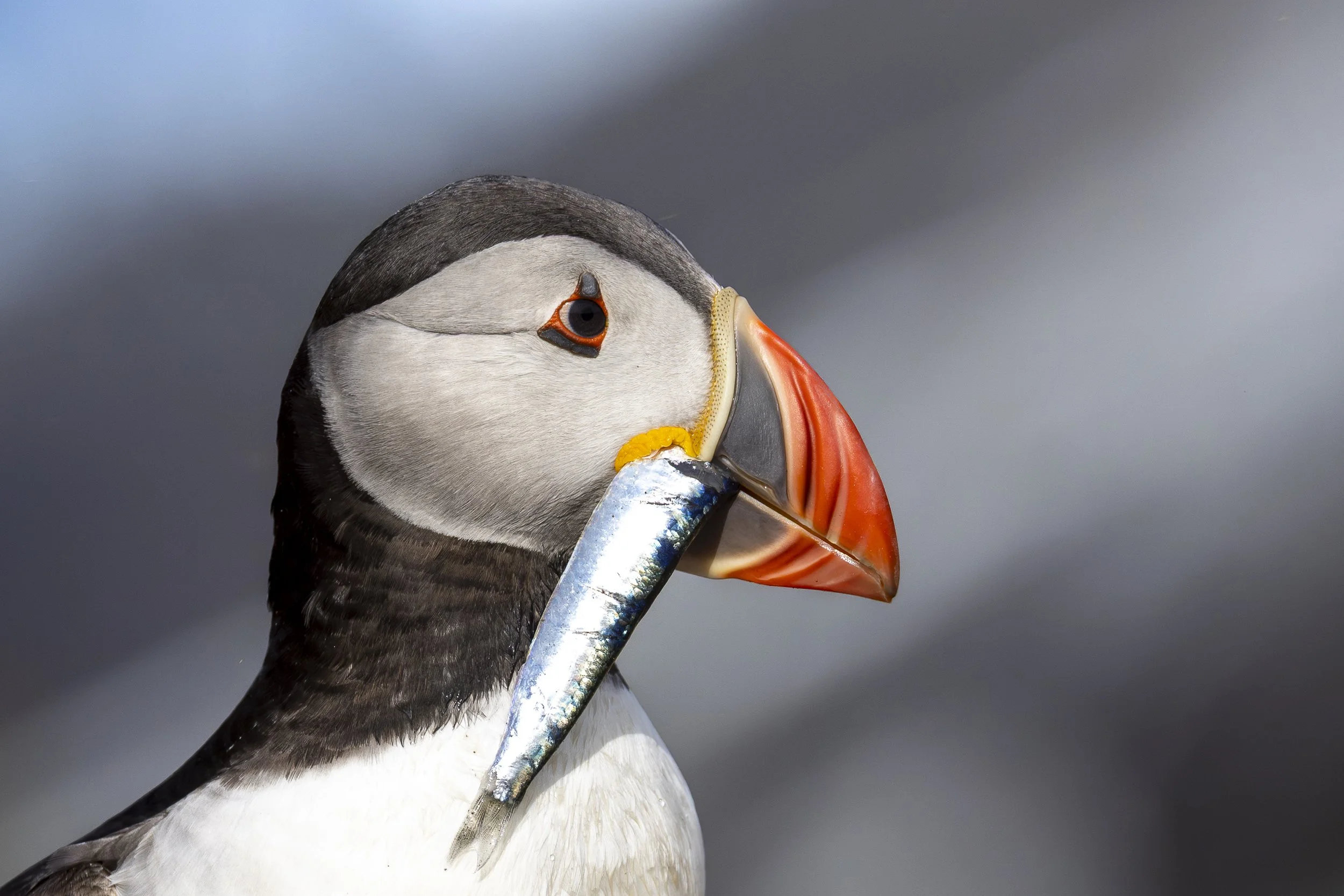 Skomer_2025-0580-2.jpg