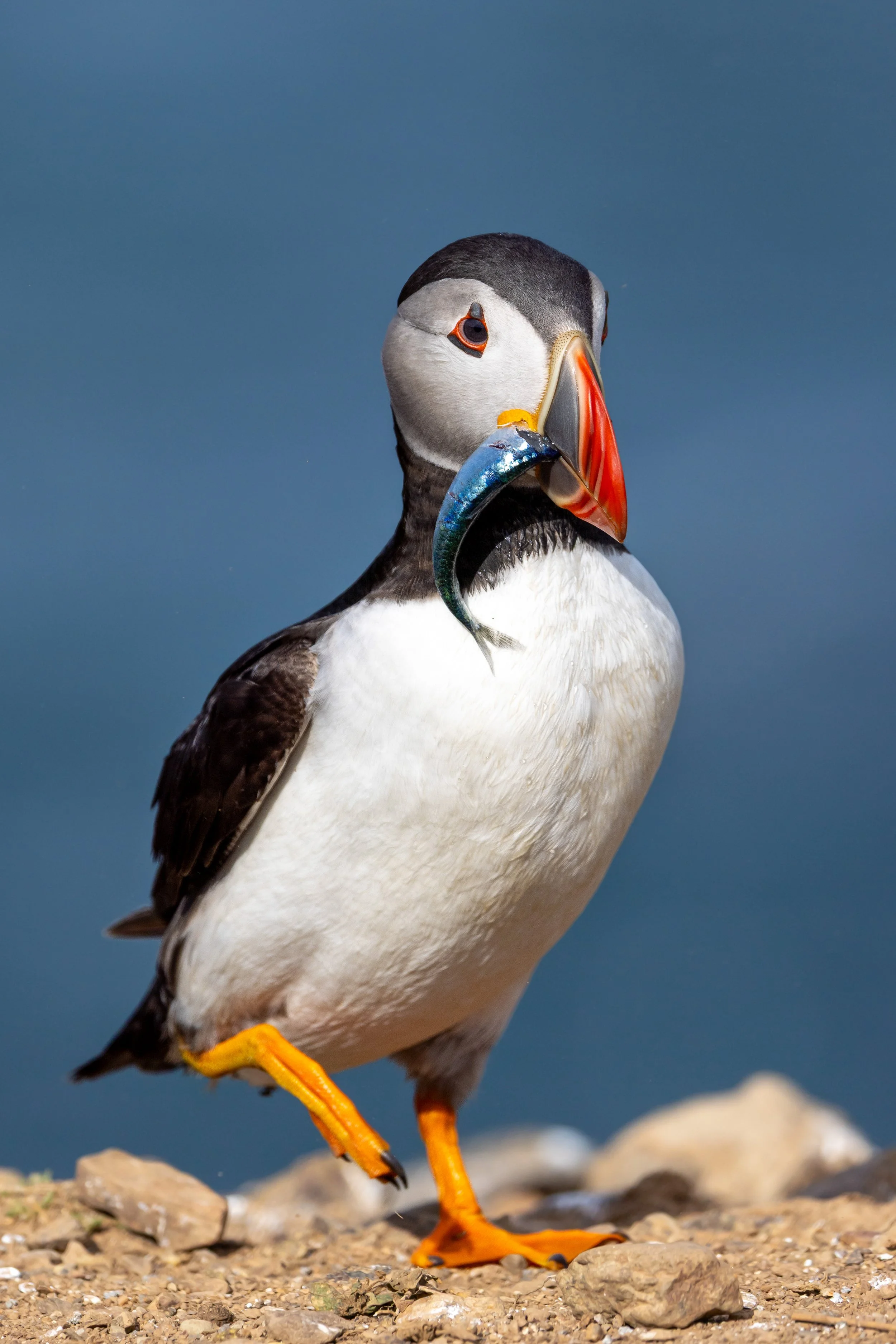 Skomer_2025-0535_1.jpg
