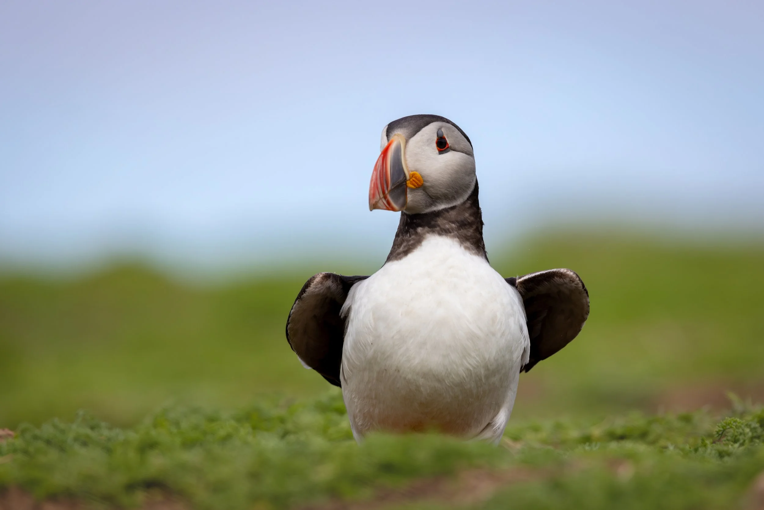 Skomer_2026-9018.jpg