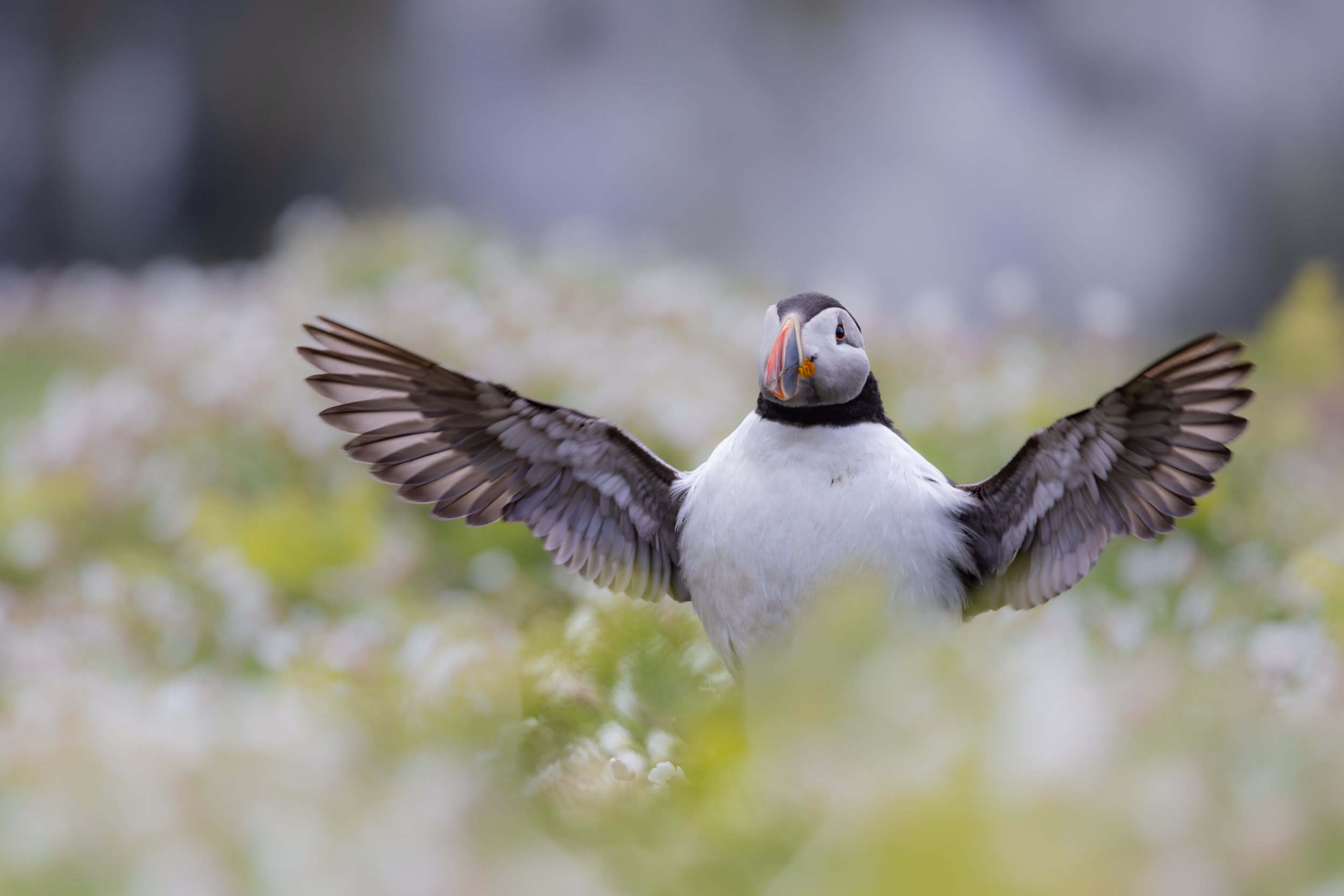 Skomer_2026-7564.jpg