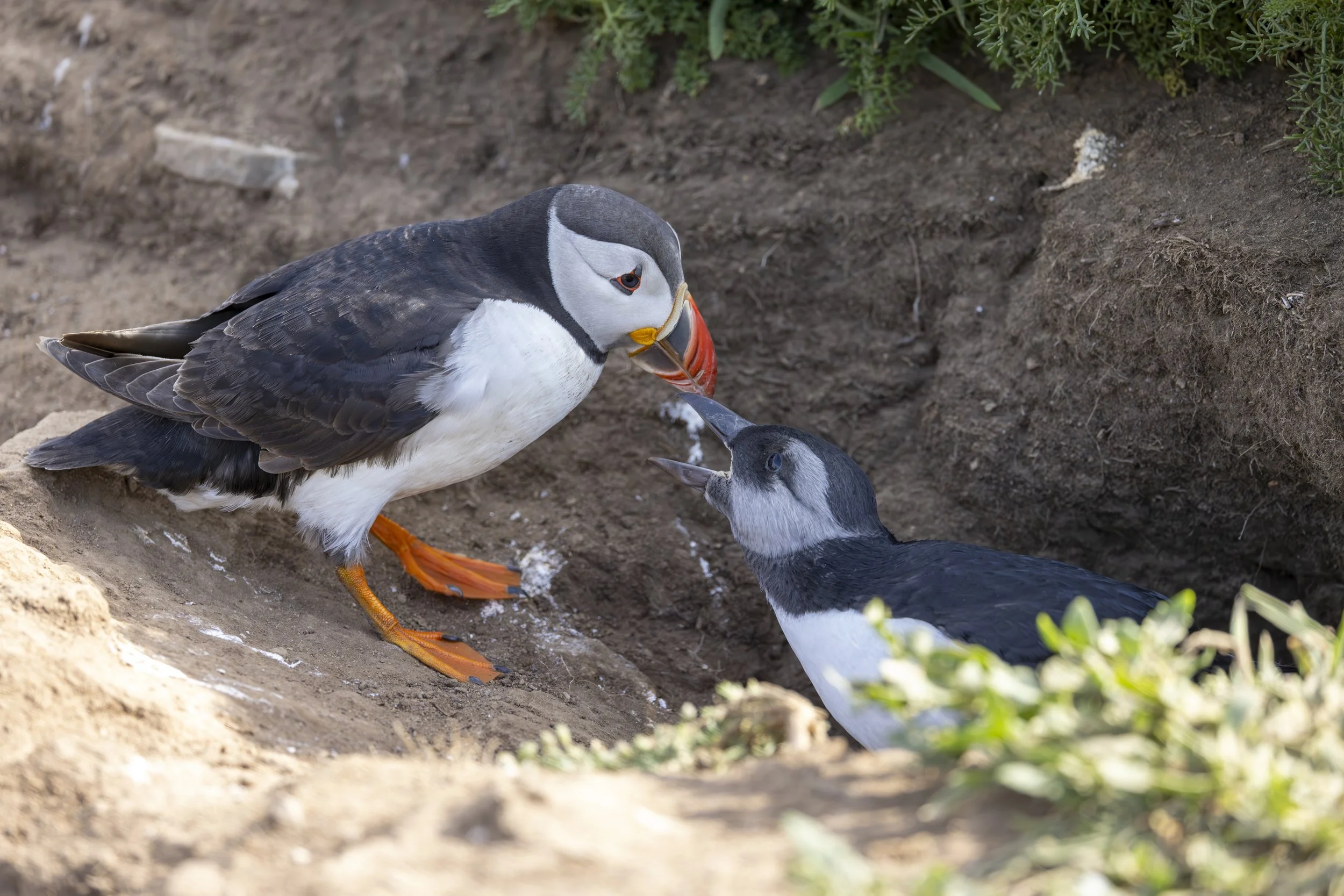 After the adult’s return, the chick appears briefly before retreating again. In a colony where movement above ground increases risk, time outside the burrow remains limited.    