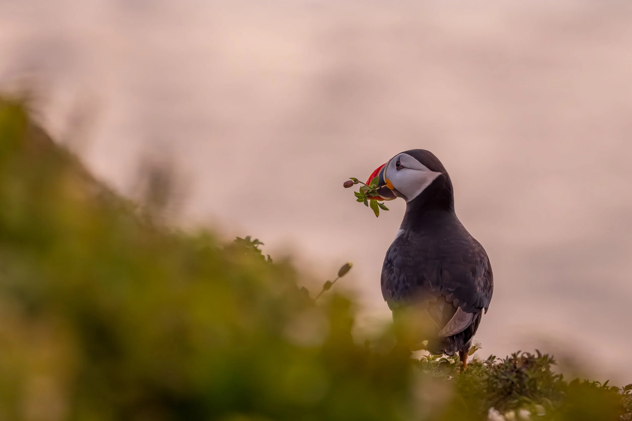 Skomer_2026-8791.jpg