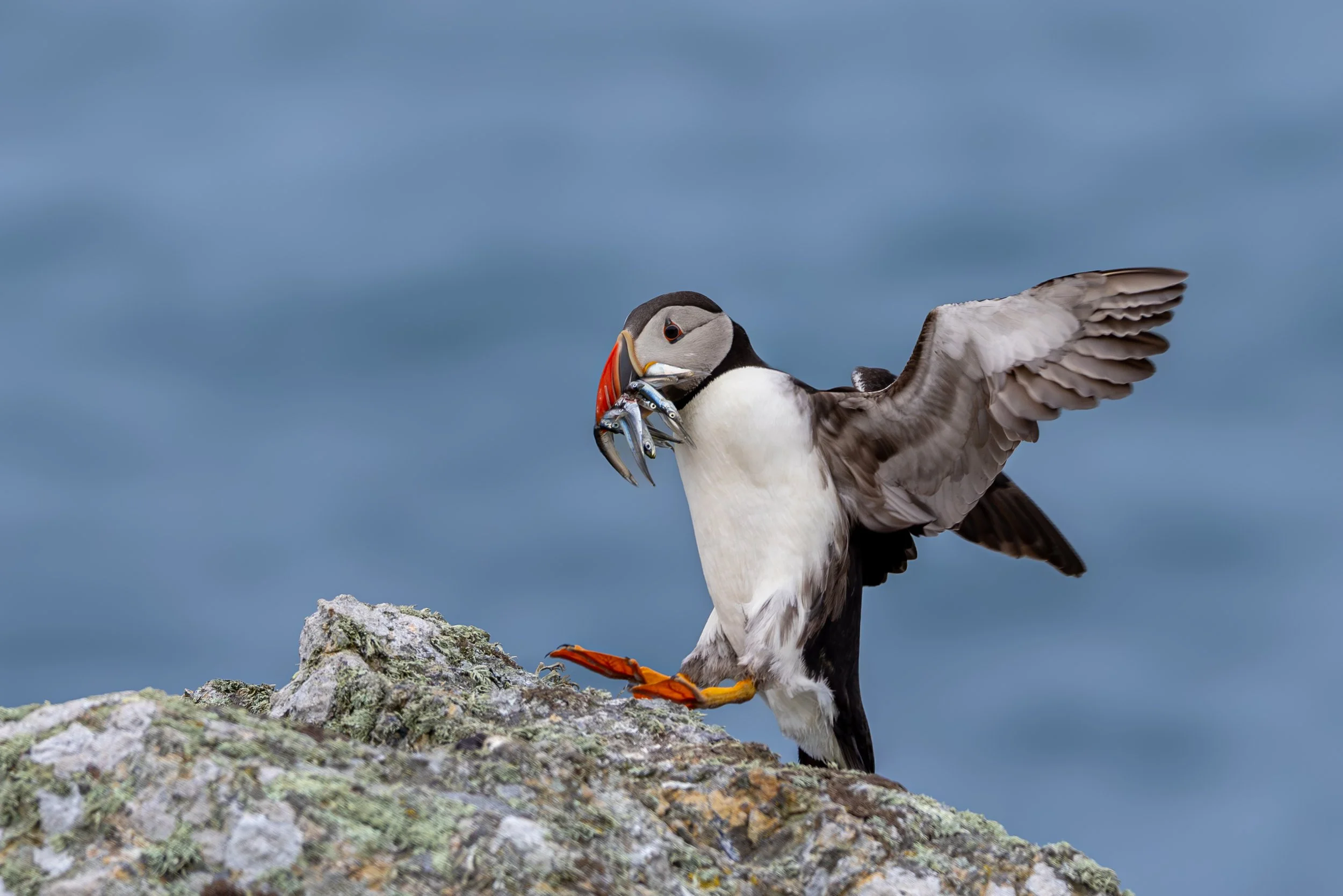 
A brief arrival on the cliff edge — wings still open, feet reaching for stone, the sea behind. The colony is never still for long.