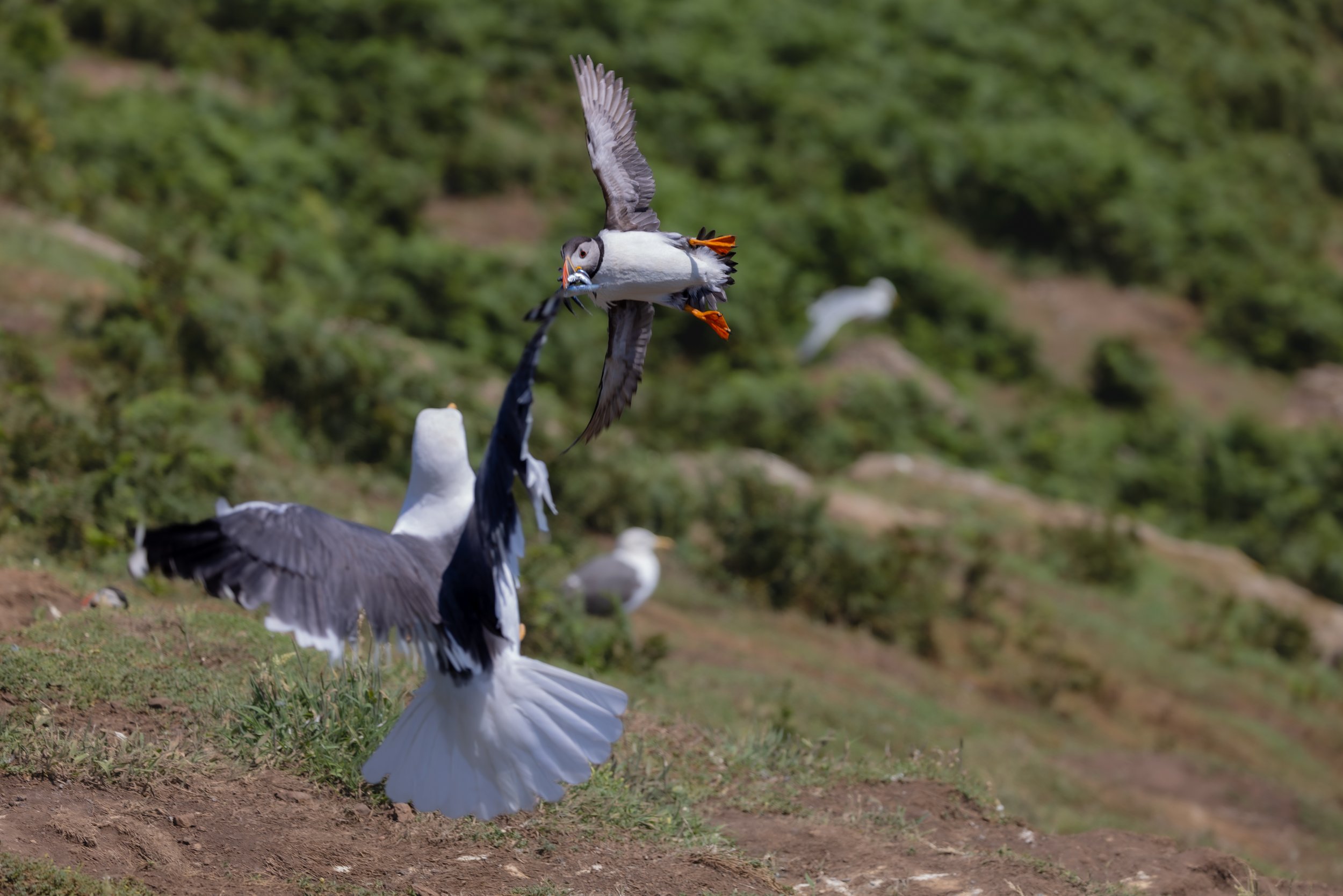 A returning adult approaches the colony while gulls patrol overhead. Landing close to the burrow reduces exposure time, yet even brief hesitation can attract attention. Foraging success must always be balanced against the risk of interception.  