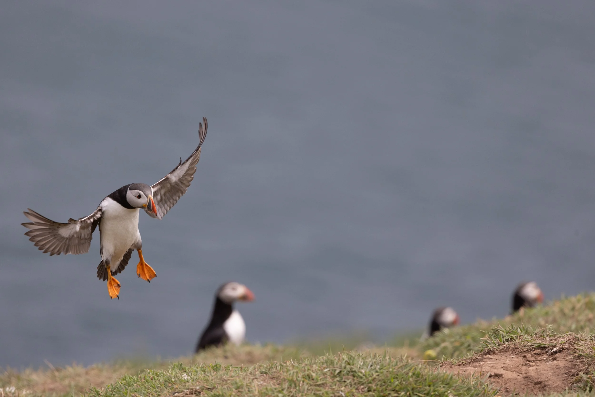 Skomer_2025-1298.jpg