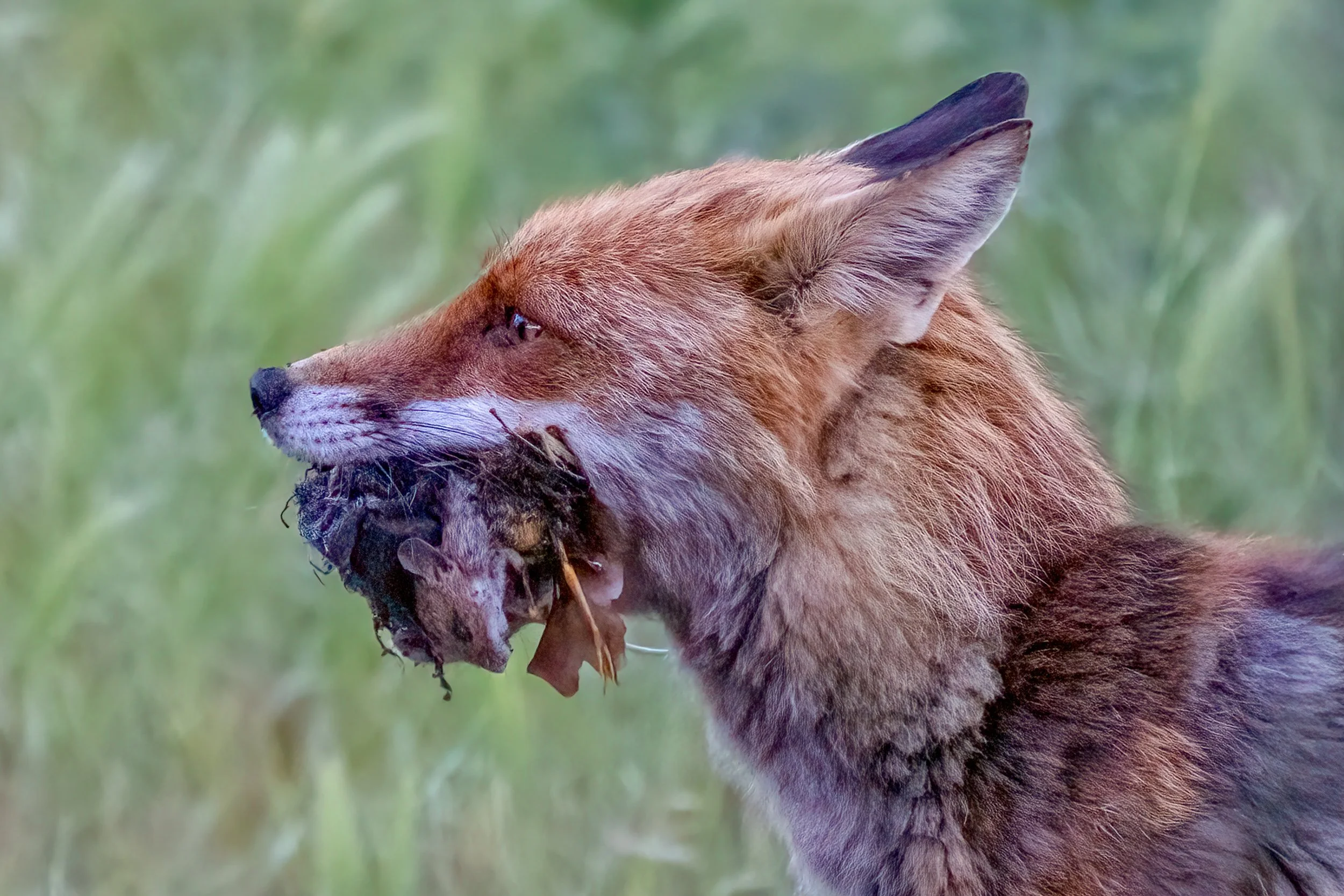 Fox with food_Berlin.jpg
