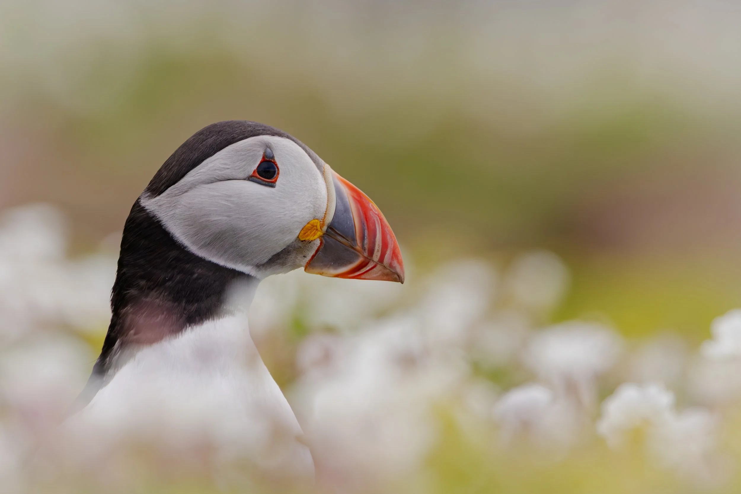 Skomer_2026-8235.jpg