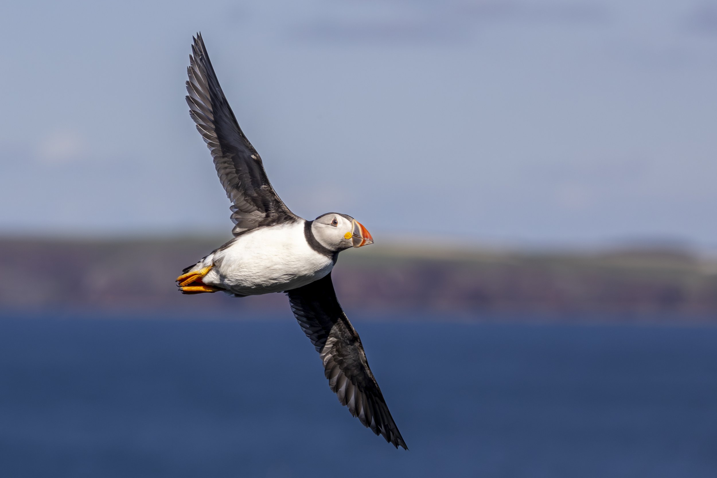 Skomer_2025-2677.jpg