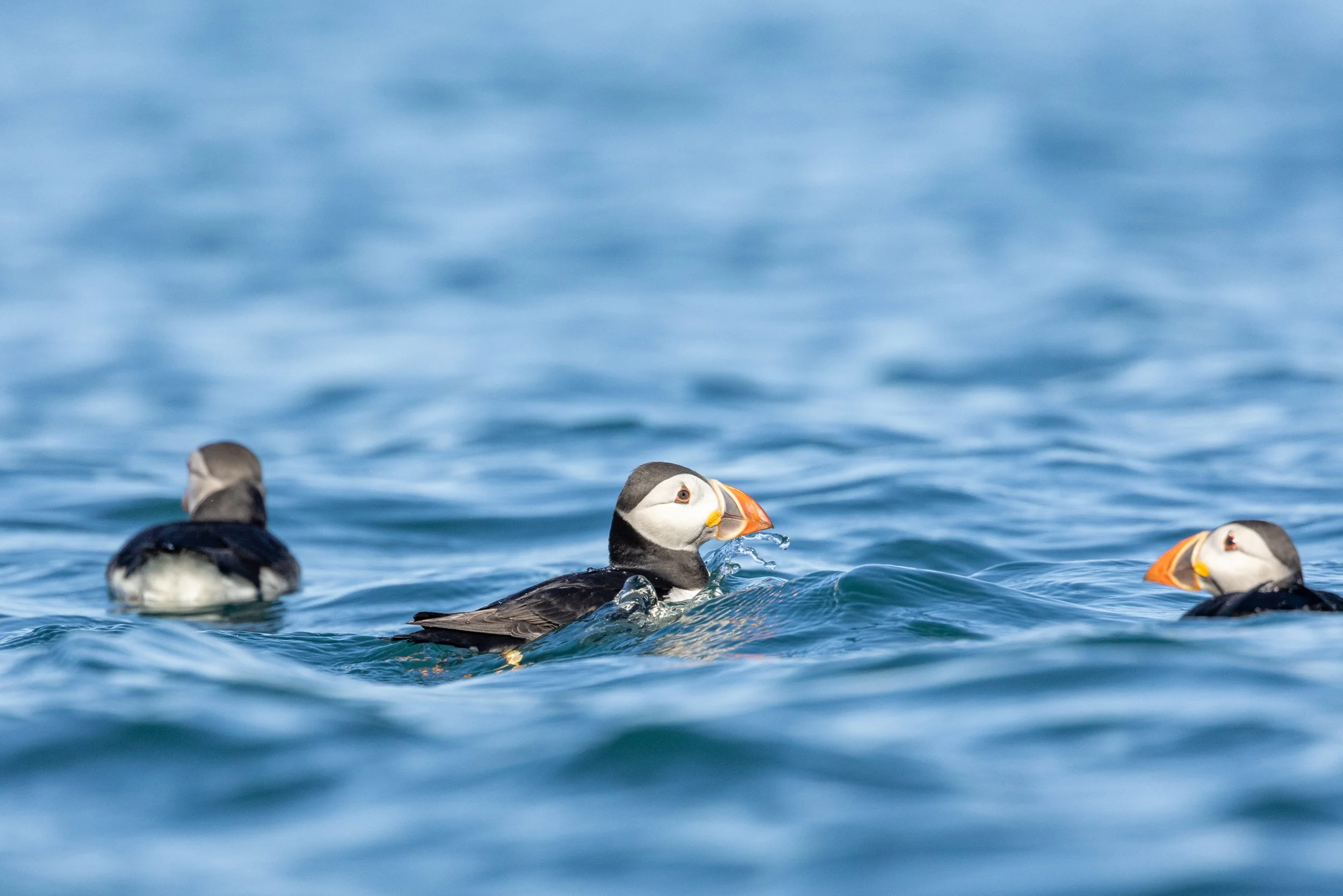 Skomer_2025-3550.jpg