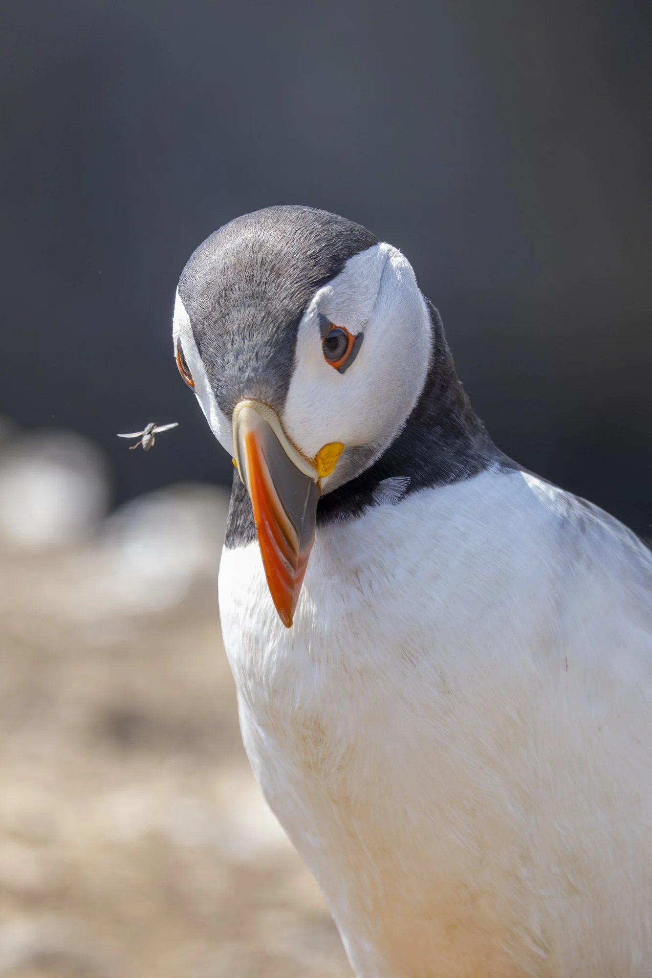 Skomer_2025-0090-2.jpg
