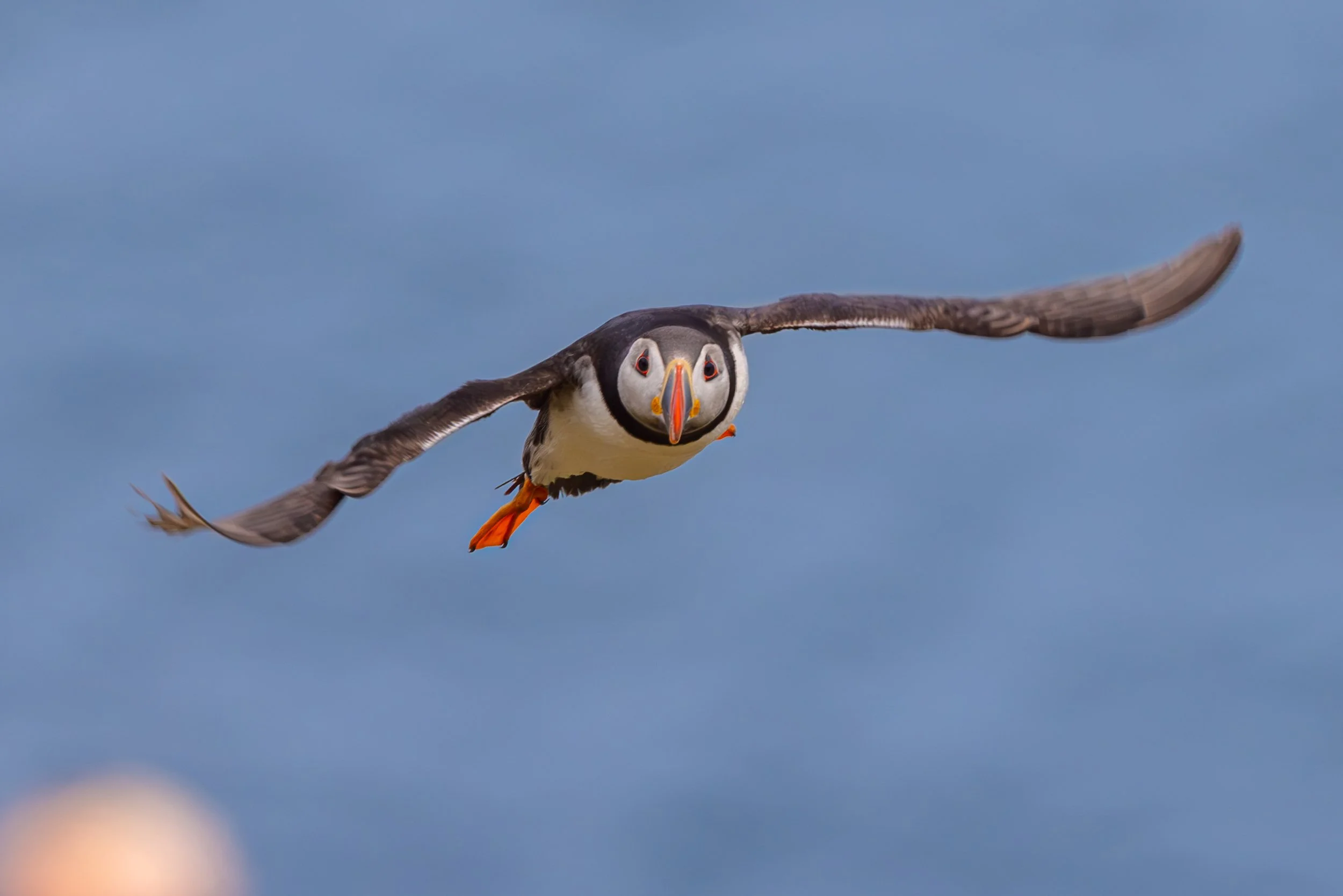 Skomer_2025-9991-3.jpg