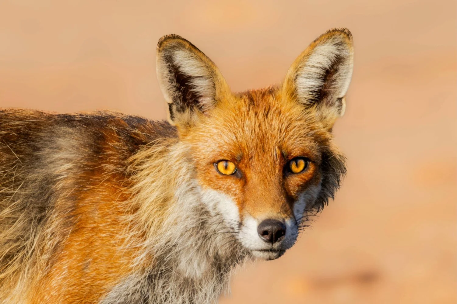Close-up of a fox's face, showing piercing yellow eyes, pointed ears, and reddish-brown fur with black and white markings.