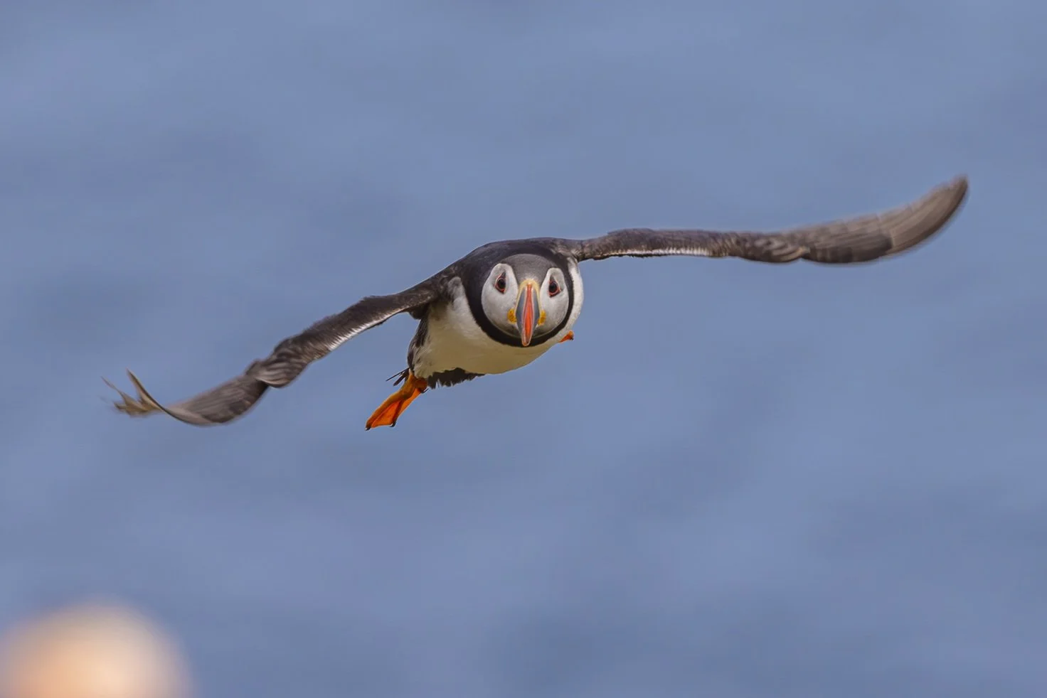 A puffin flying with wings spread wide over a cloudy sky.