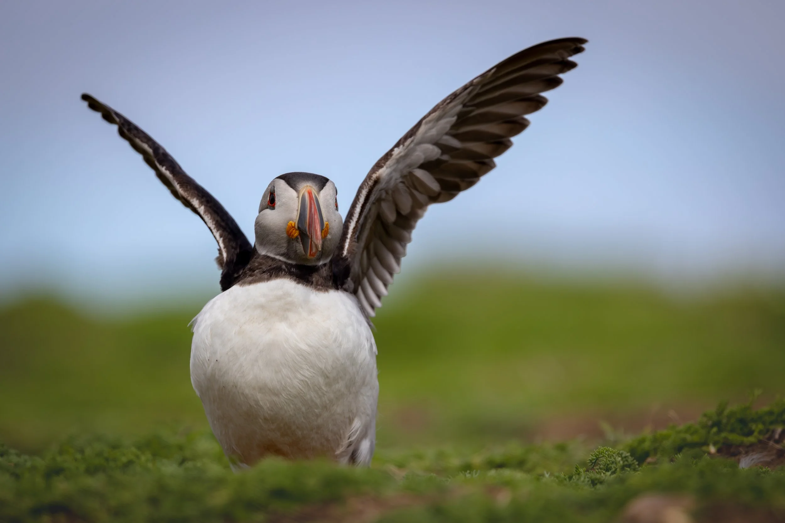 Skomer_2026-9025.jpg
