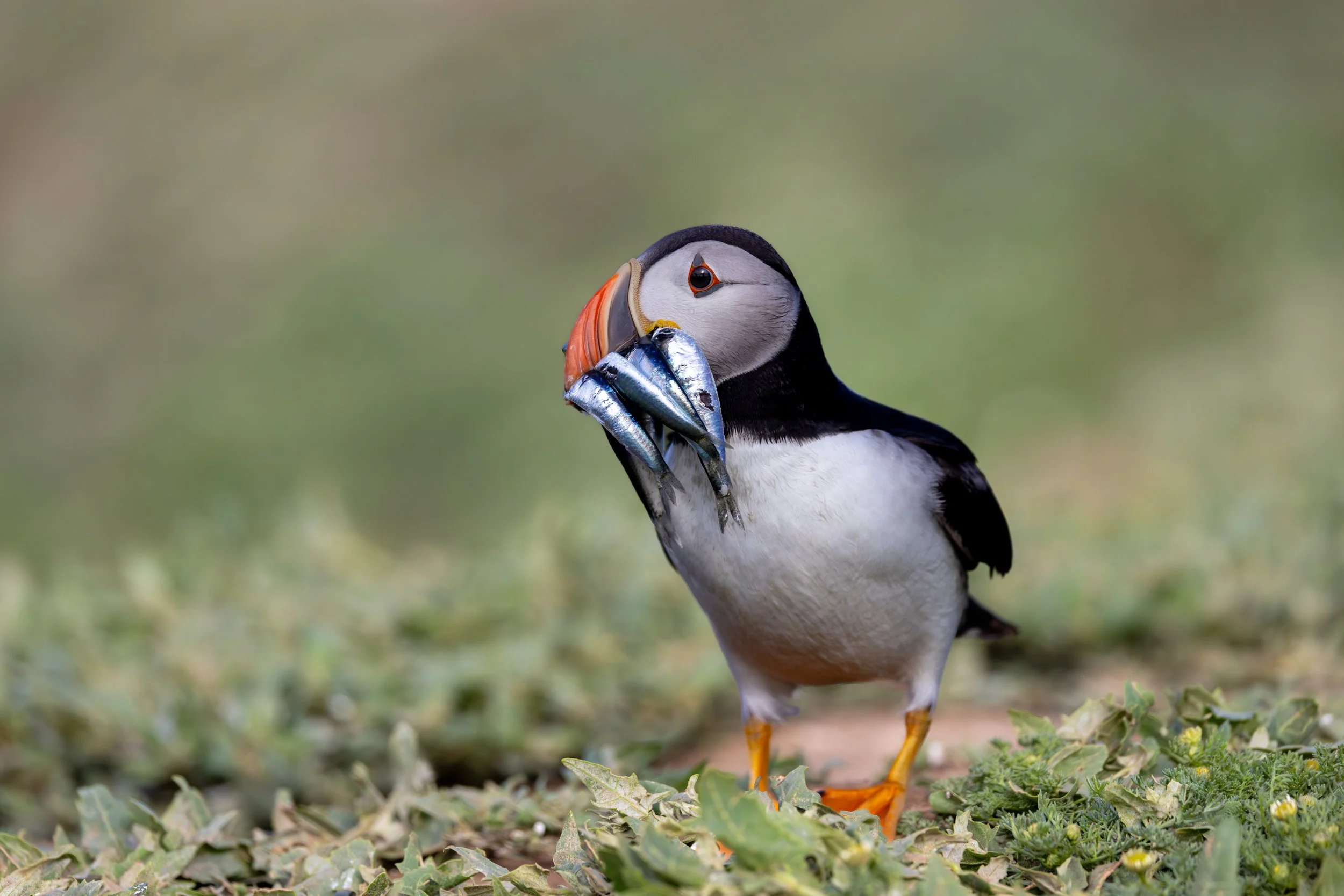 A beak full of sand eels. During the breeding season, adults can transport dozens of fish at once thanks to the unique structure of their beaks. This allows them to feed their growing chick with remarkable efficiency, fishing grounds are often far ou