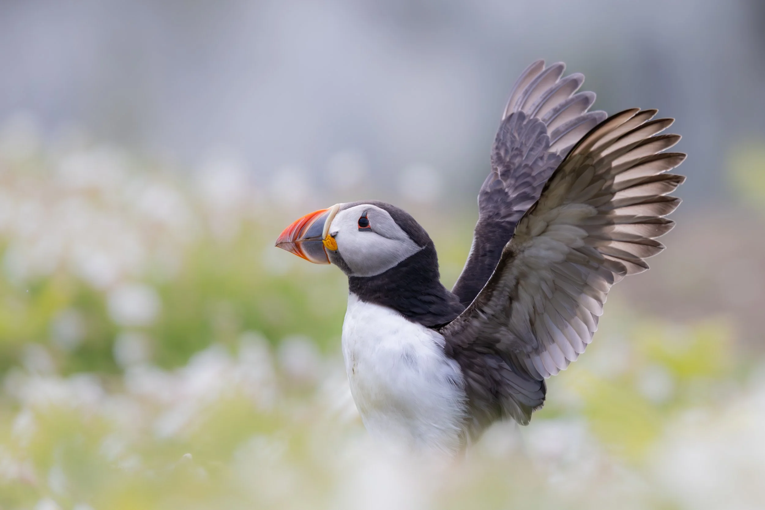 Skomer_2026-7297-2.jpg