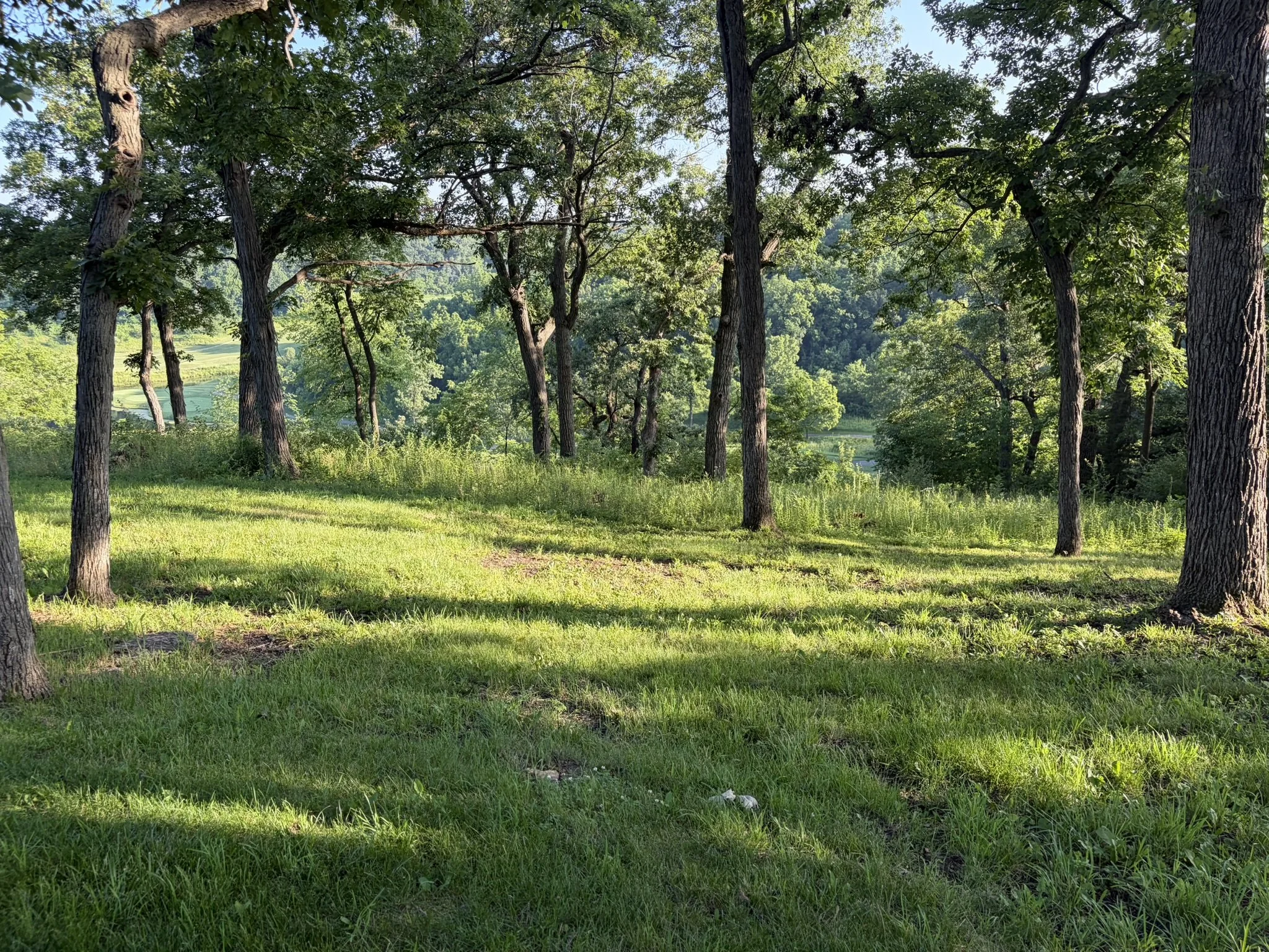 Before brush cutting. Very hard to see the beautiful golf course below!