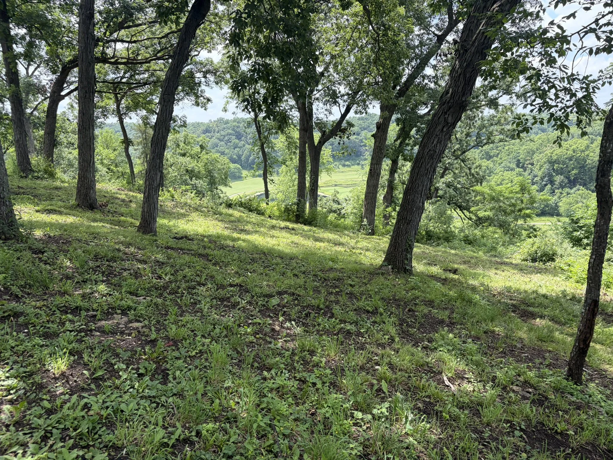 After brush cutting. You can see the golf course down below! 