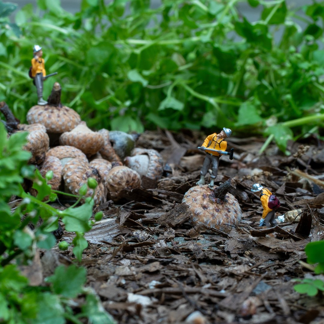 The Acorn Crew_1080.jpg