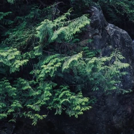 Green pine trees growing near dark rocks in a forest setting.