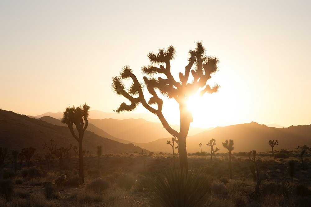 Sunset over a desert landscape with Joshua trees and mountains in the background.