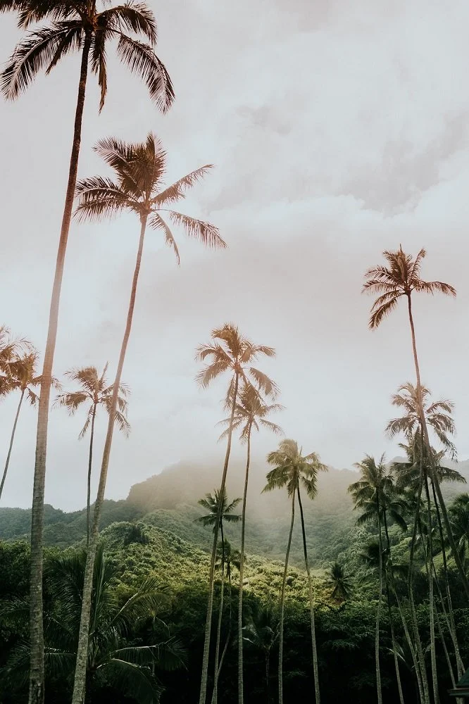 Tall palm trees against a misty mountain background with cloudy sky.