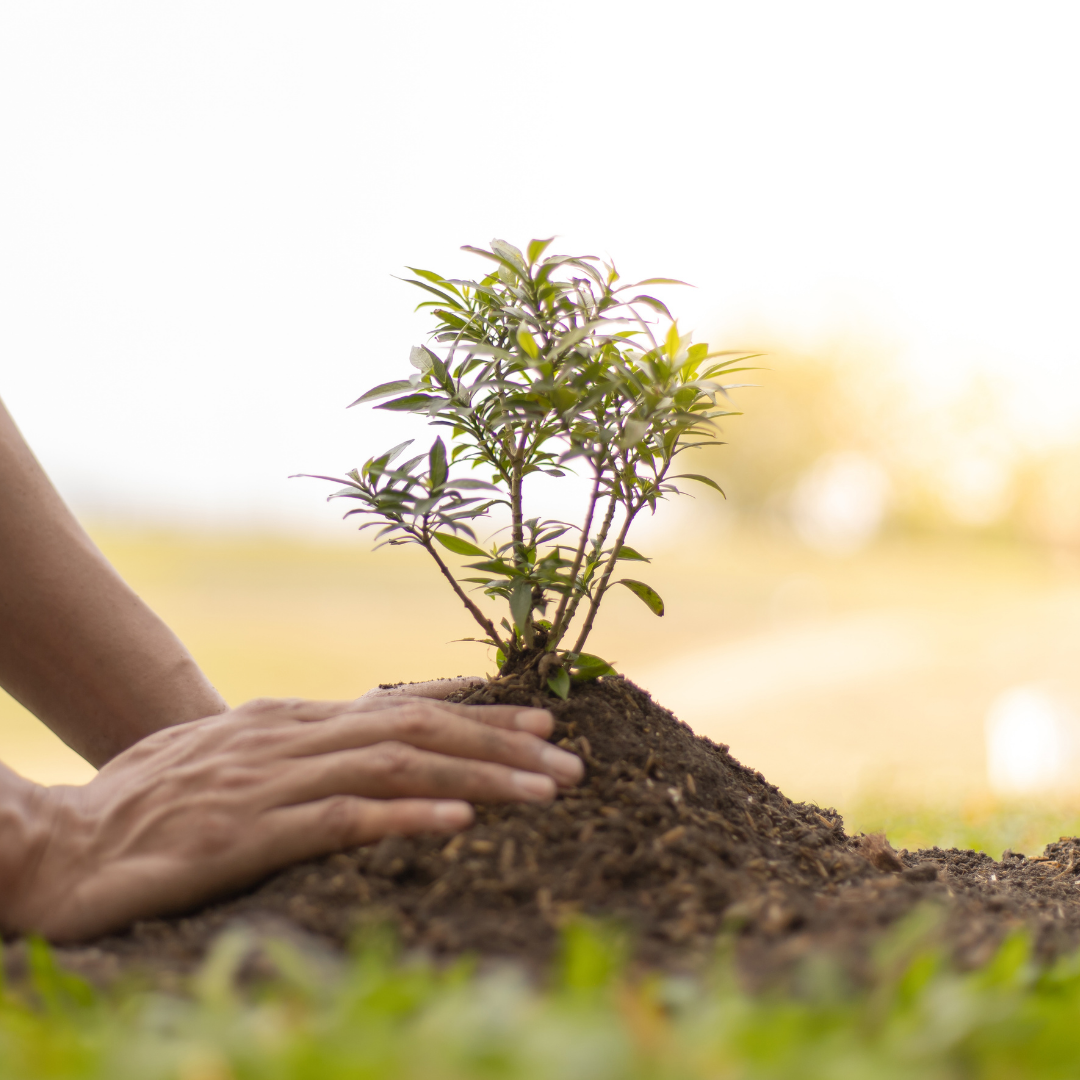 Person planting a small tree in the soil outdoors.