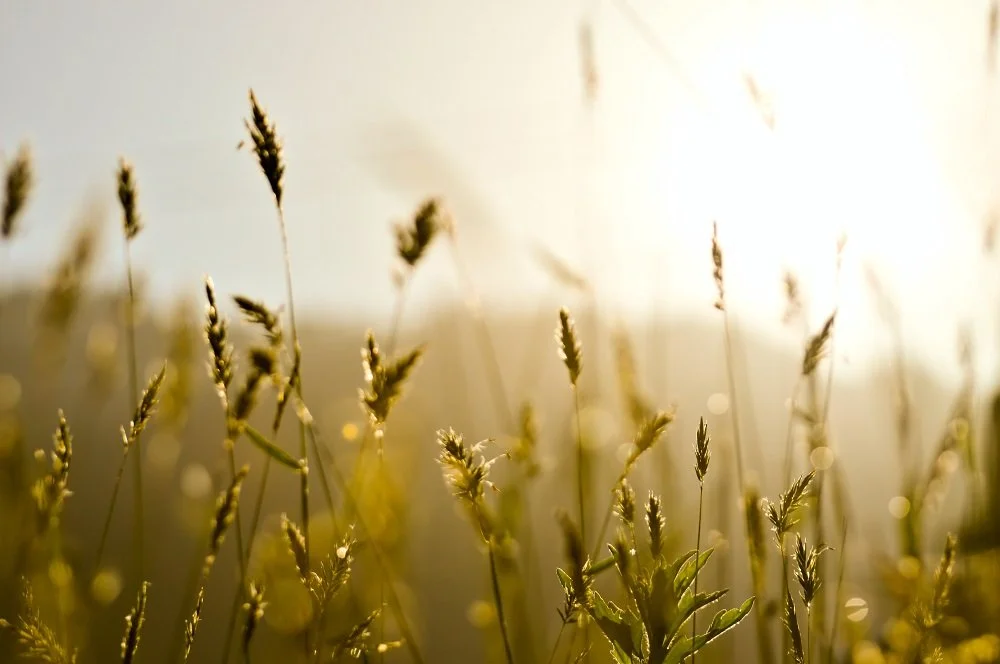 Close-up of wild grass and plants illuminated by sunlight.