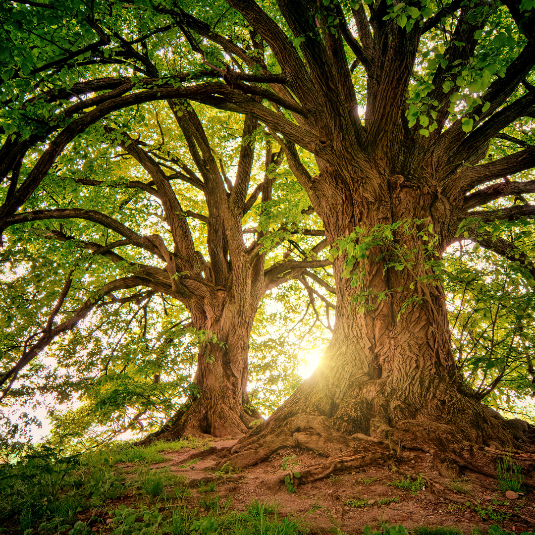 Two large trees with thick trunks and extensive branches, sunlight shining through green leaves, ground covered with grass and roots.
