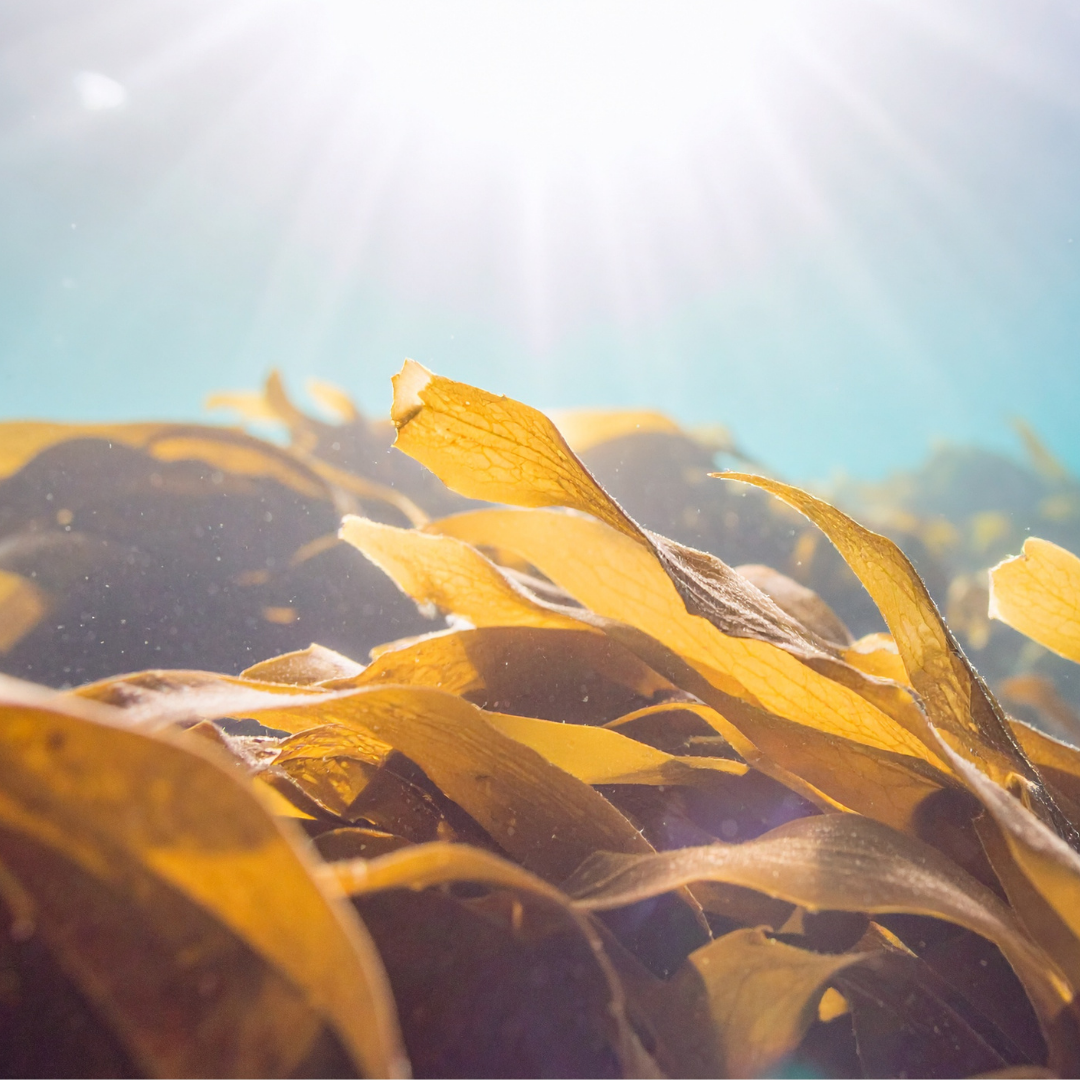 Underwater view of brown and yellow seaweed with sunlight filtering from above.
