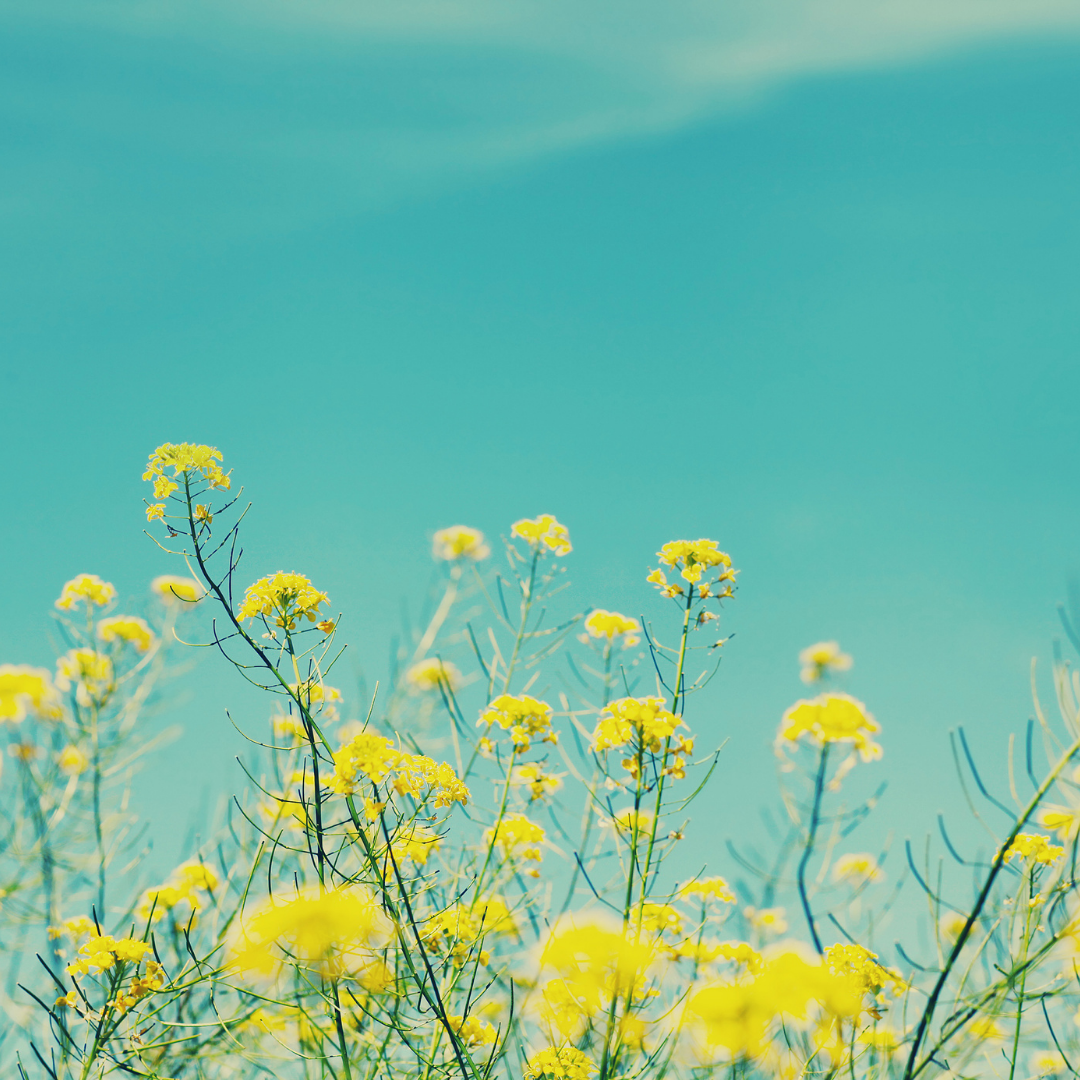 Yellow wildflowers under a blue sky with wispy clouds