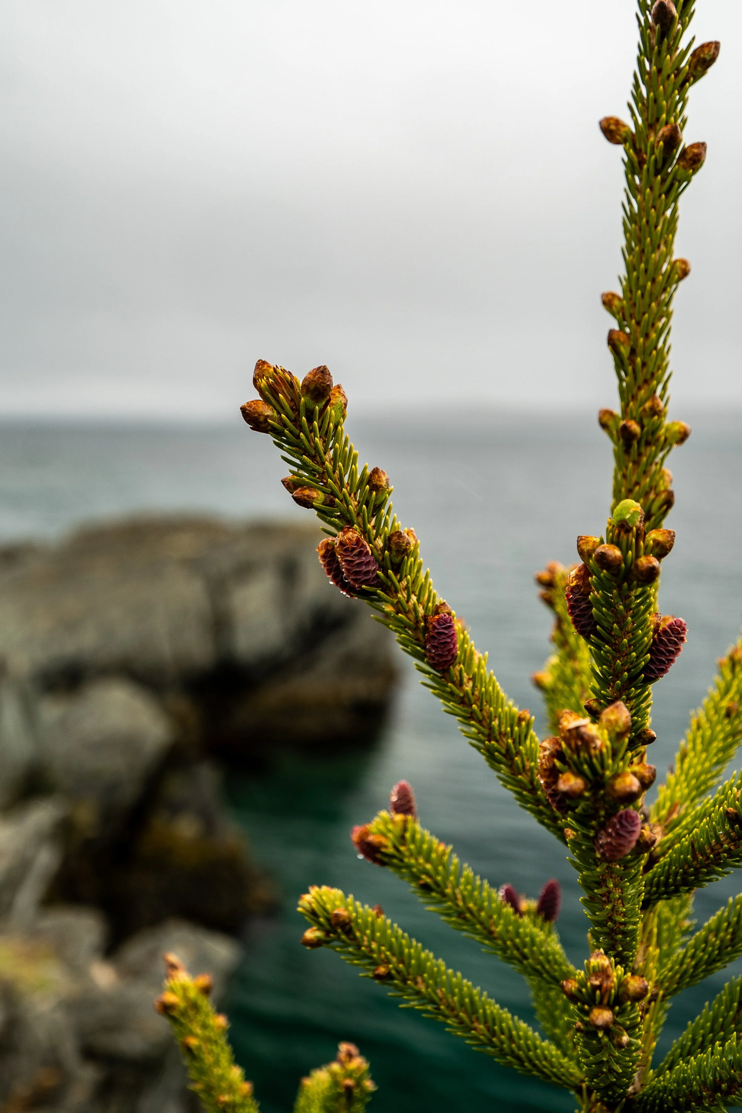 Close-up of green pine branches with small pine cones, against a blurred seascape background.