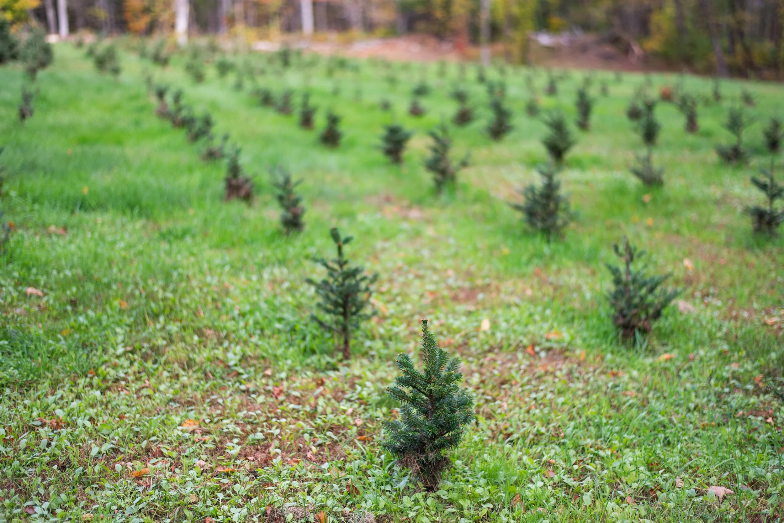 A young pine tree sapling planted in a patch of grass, with a forested area in the background.
