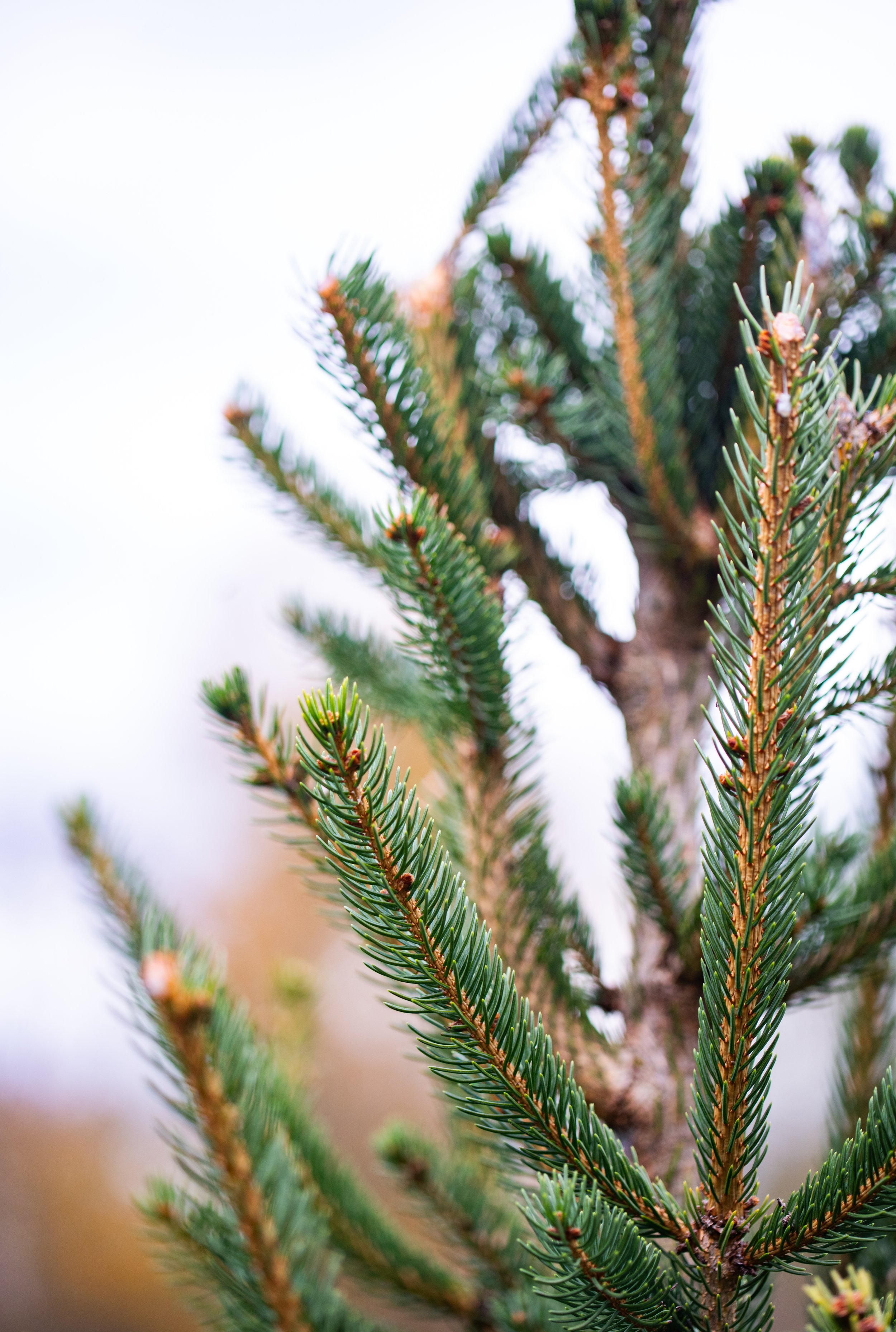 Close-up of a pine tree branch with green needles and brown twigs, slightly out of focus background.