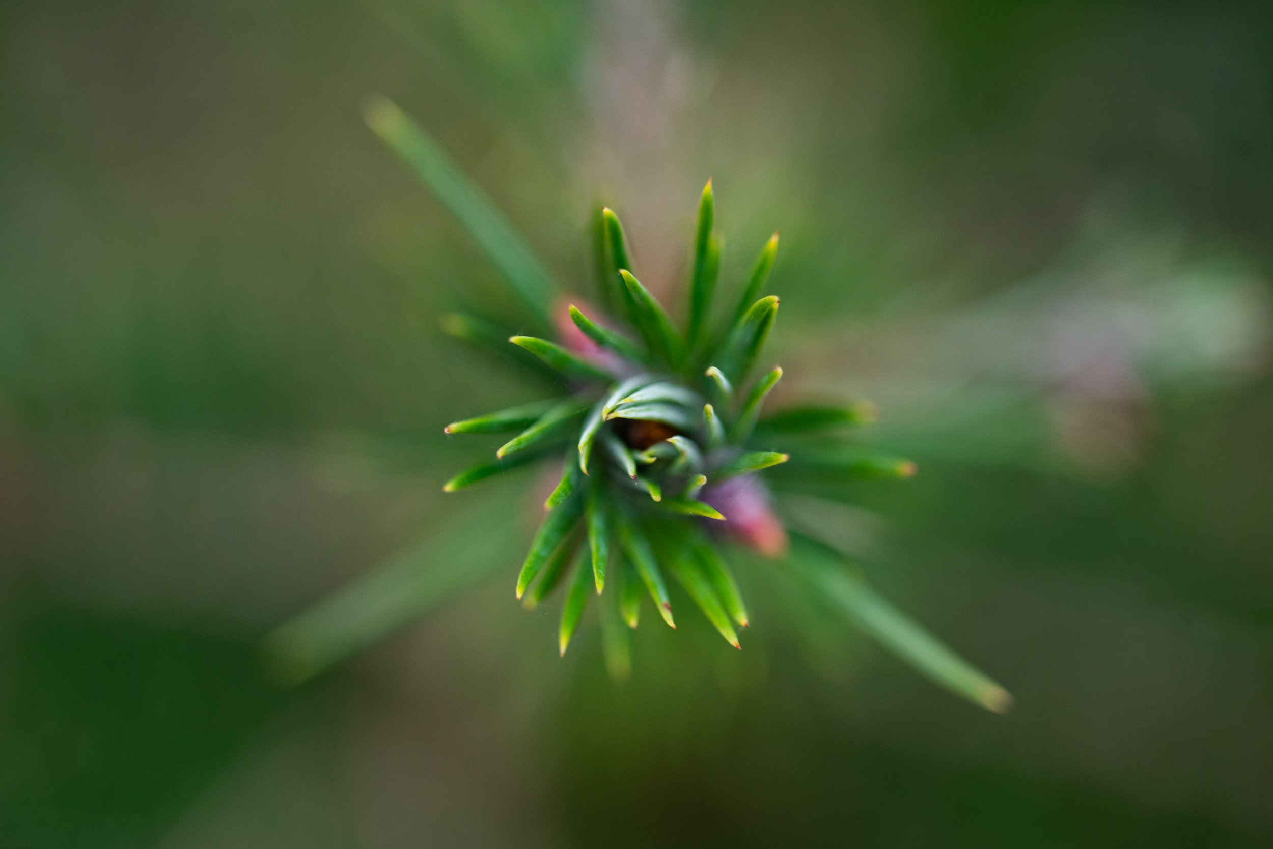 Close-up of a green pine tree branch with sharp needles, blurred background.