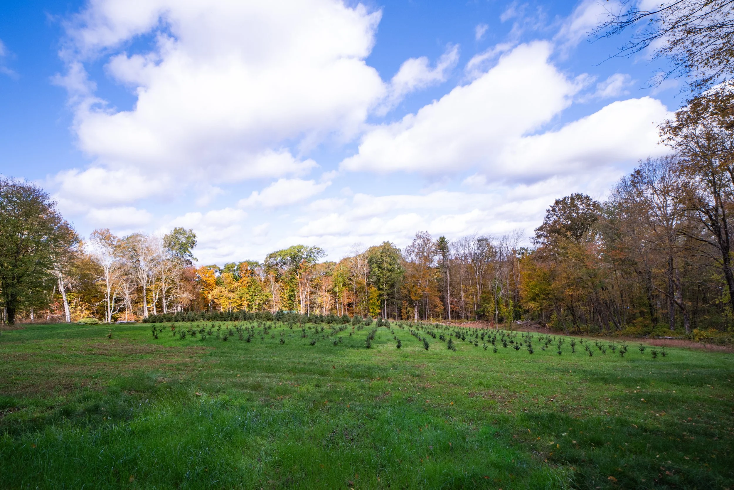 A scenic view of a grassy field with small plants, trees with autumn foliage, and a partly cloudy sky.