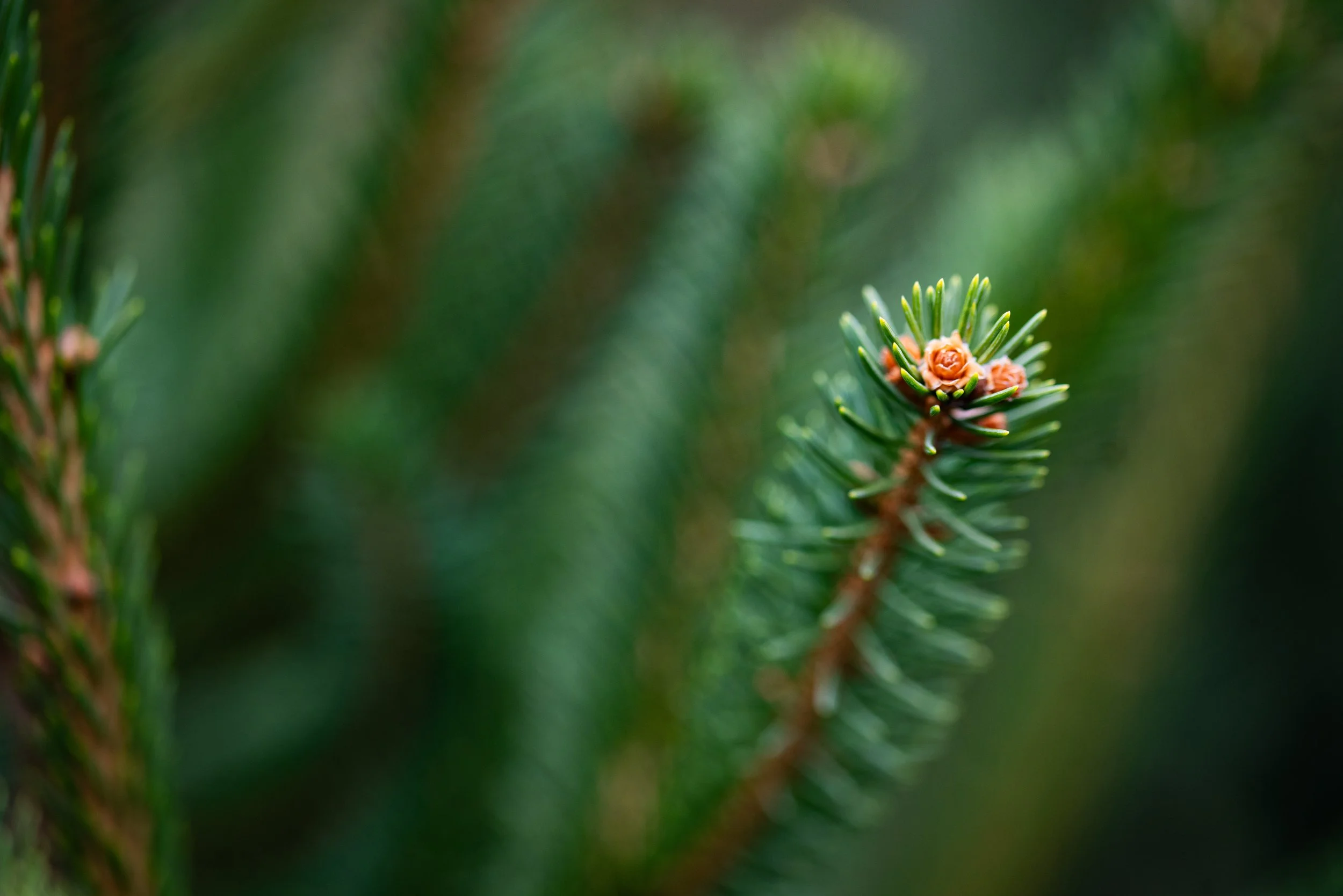 Close-up of green pine tree branches with small, light brown pine cones.