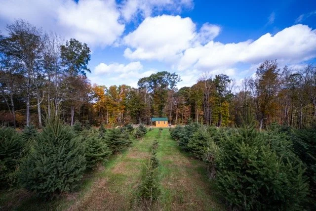 A Christmas tree farm with rows of evergreen trees and a small house in the background under a partly cloudy sky.
