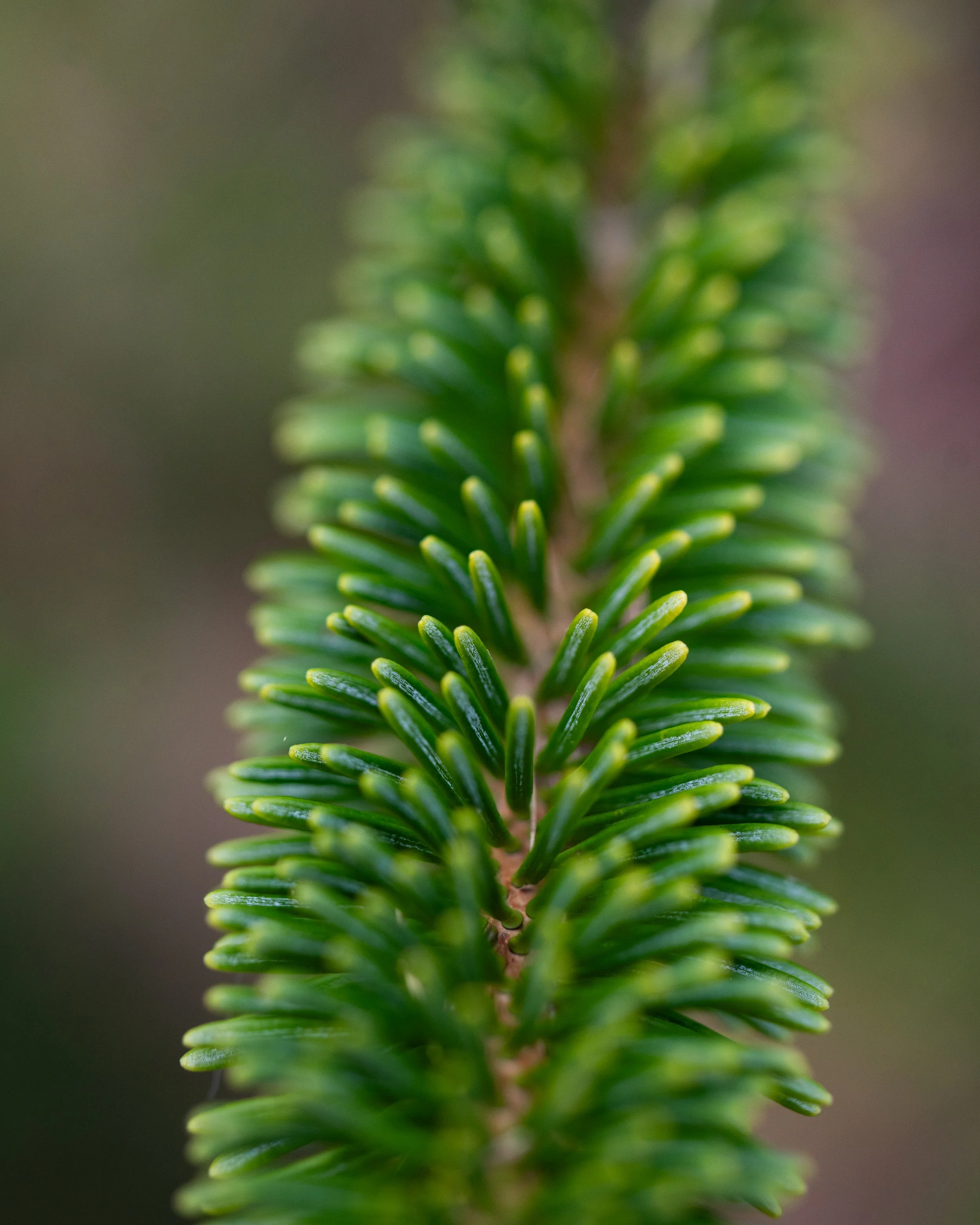 Close-up of a green pine tree branch with needles.