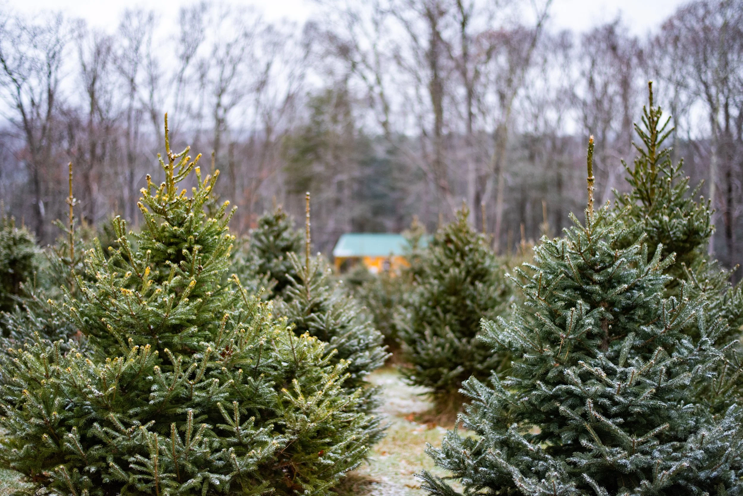 Several Christmas trees lined up outdoors in a forested area with leafless trees and a small building in the background.