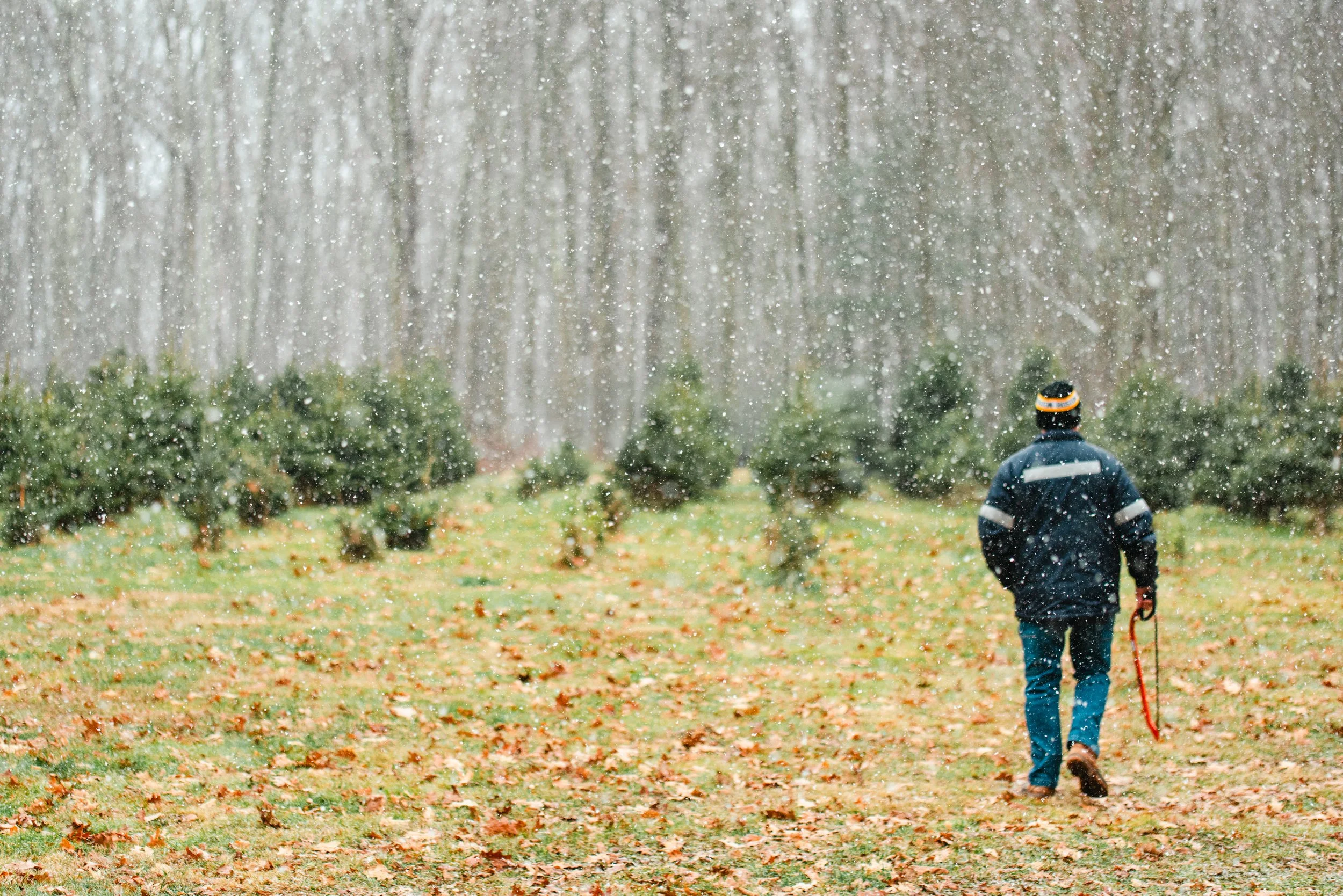 A person walking in a park during snowfall with trees in the background and fallen leaves on the ground.