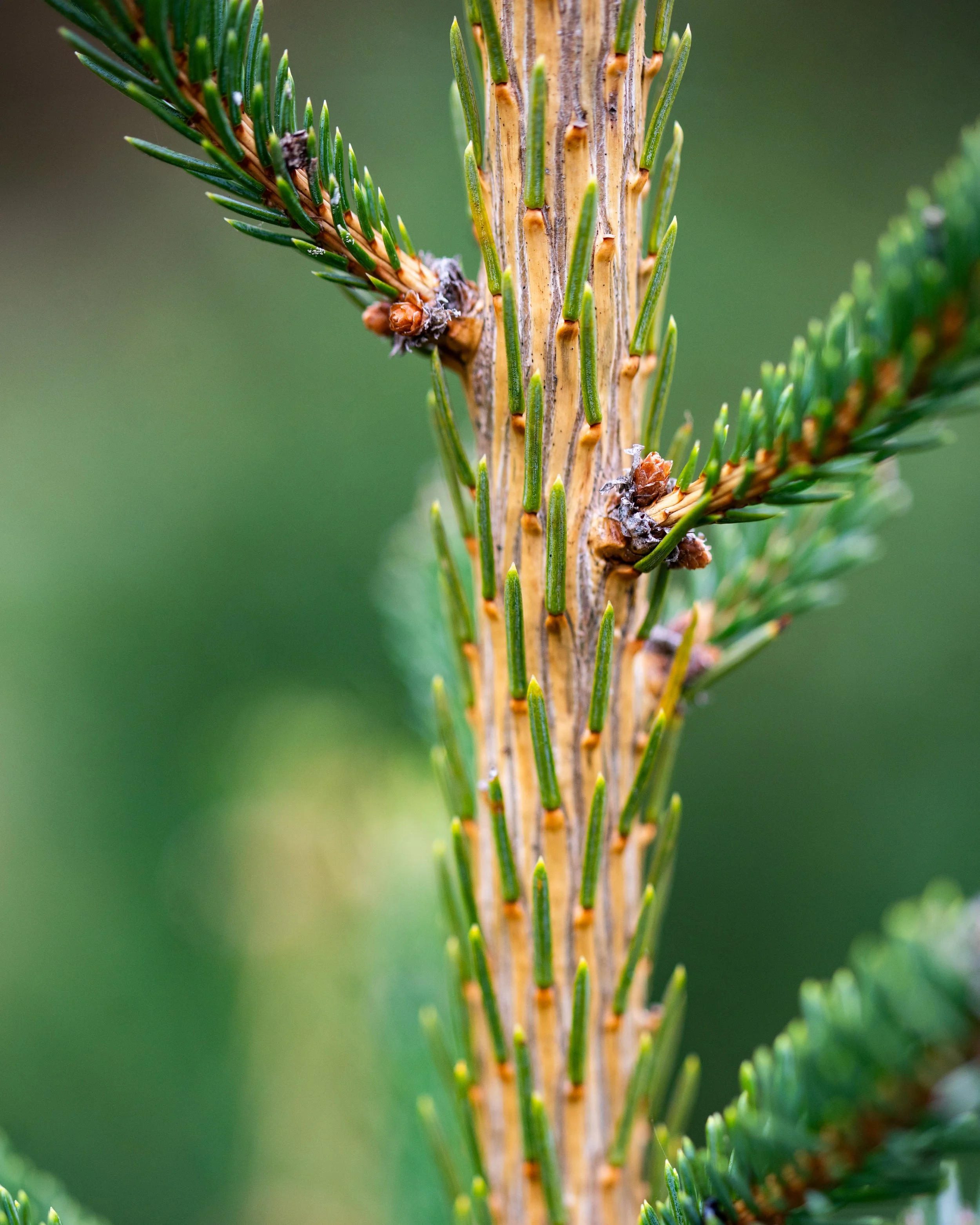Close-up of a pine tree branch showing the central trunk with green needles and small brown buds.