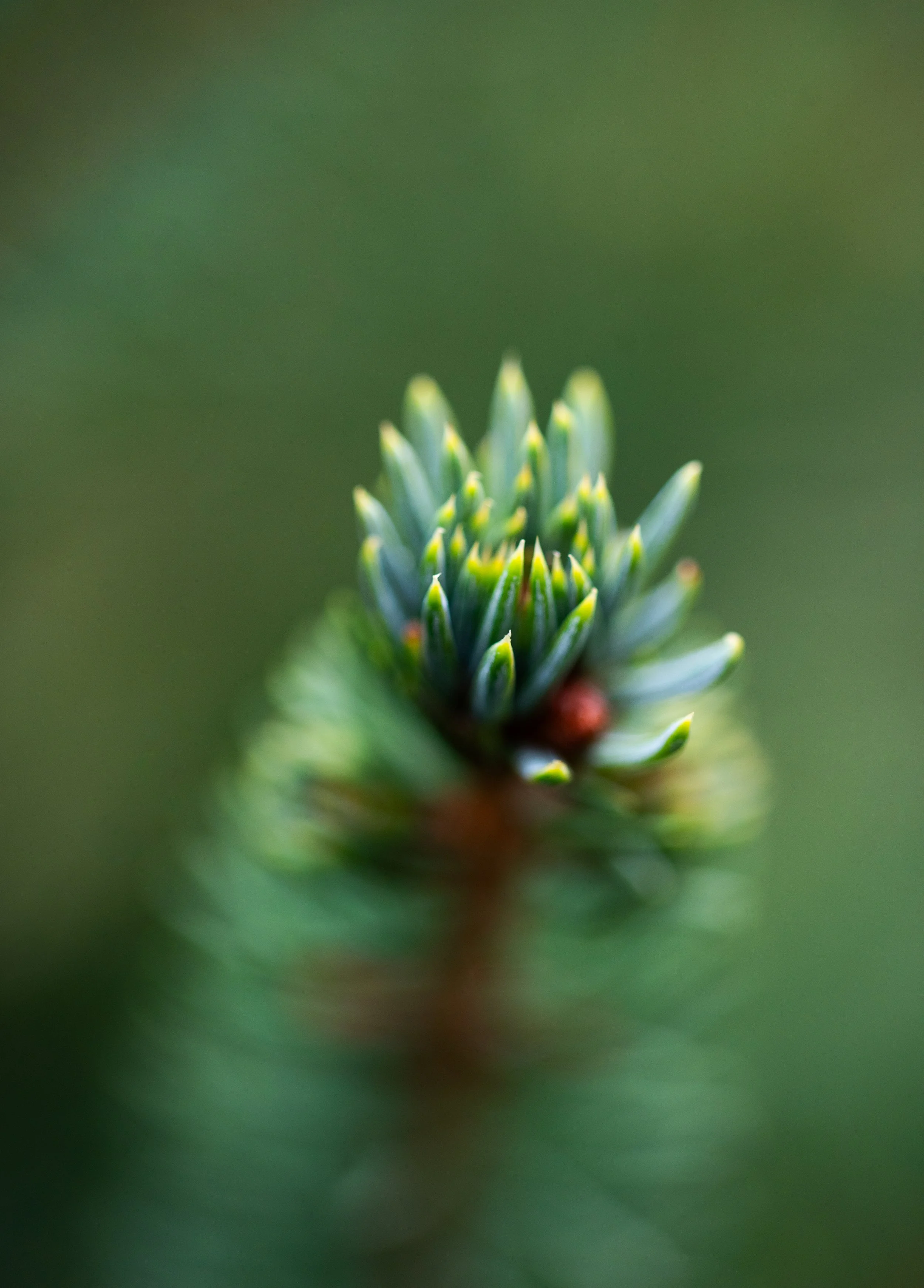 Close-up of a pine cone tip with green scales and a blurred green background.