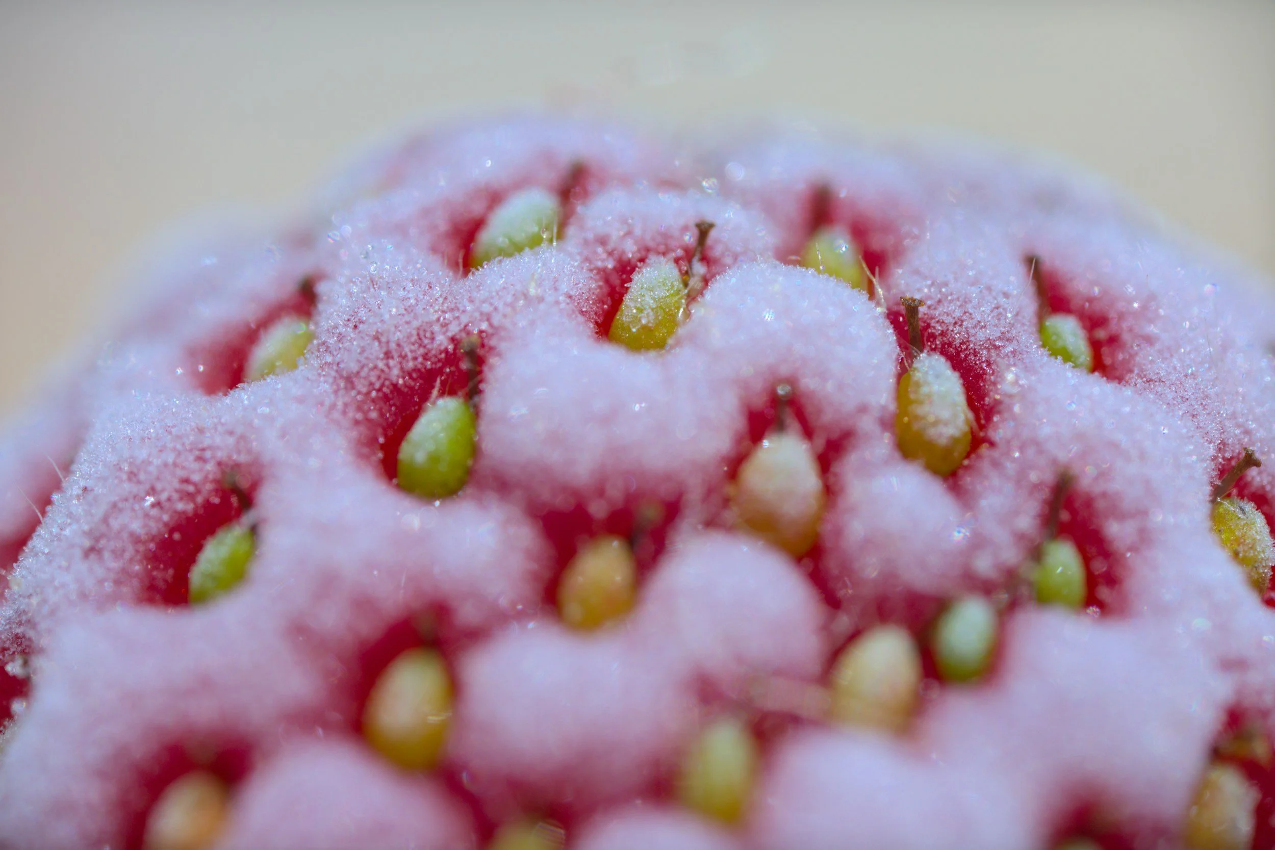 Close-up of strawberries coated with a white, granular substance, possibly sugar.